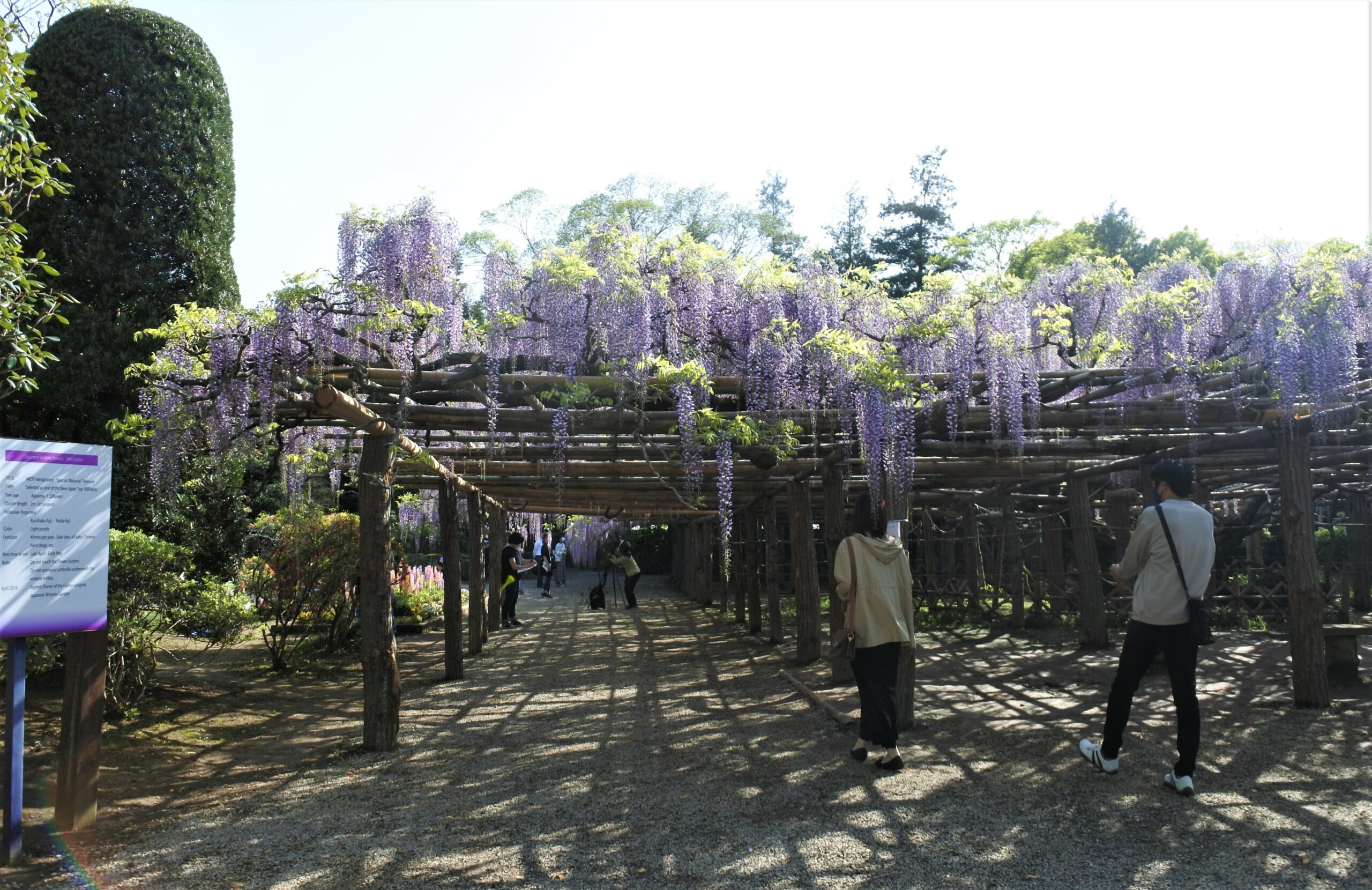 春日部市、藤花園、牛島の藤、特別天然記念物