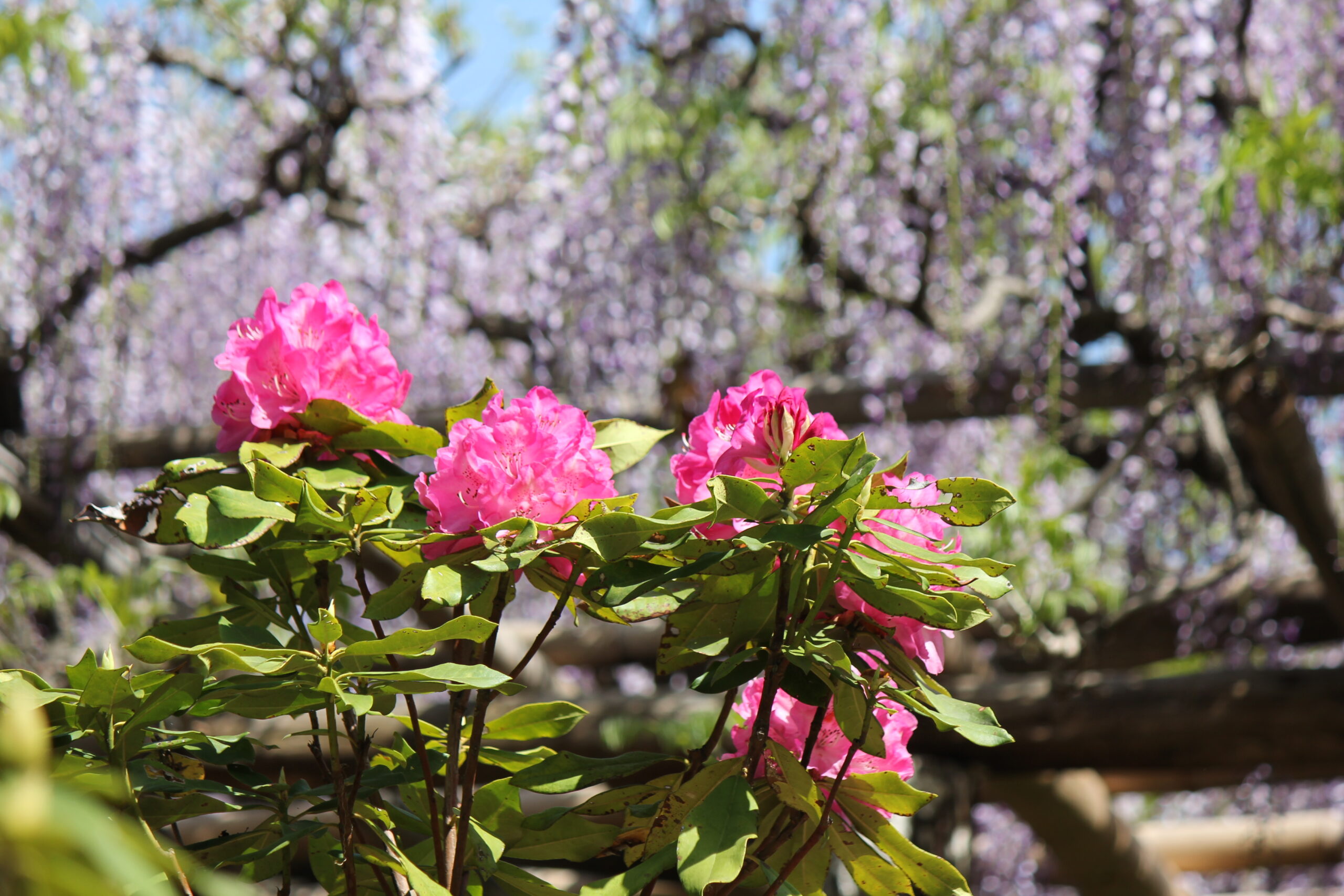 春日部市、藤花園、牛島の藤