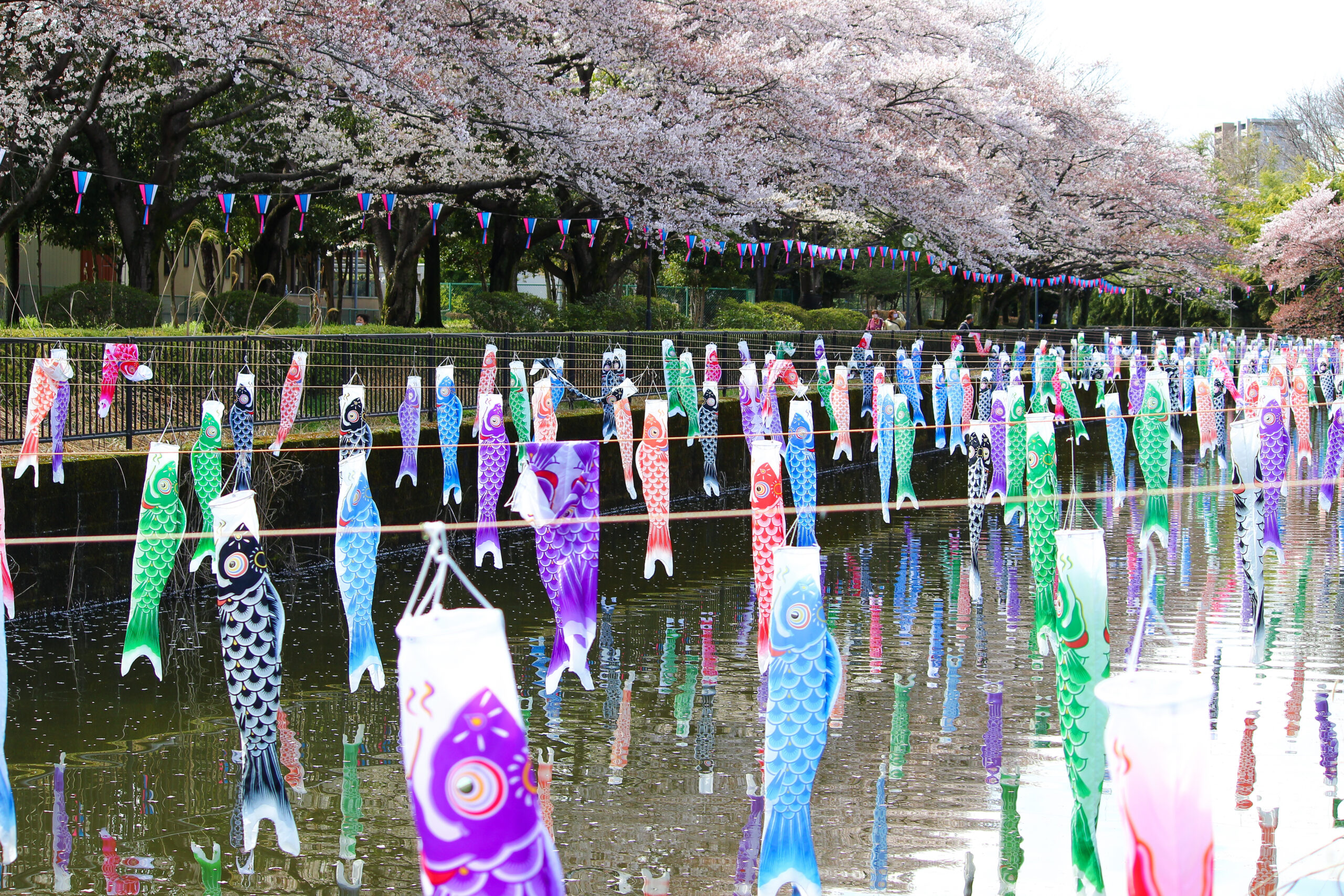 満開の桜＆こいのぼりの絶景は今だけ！2023年「館林さくらとこいのぼり