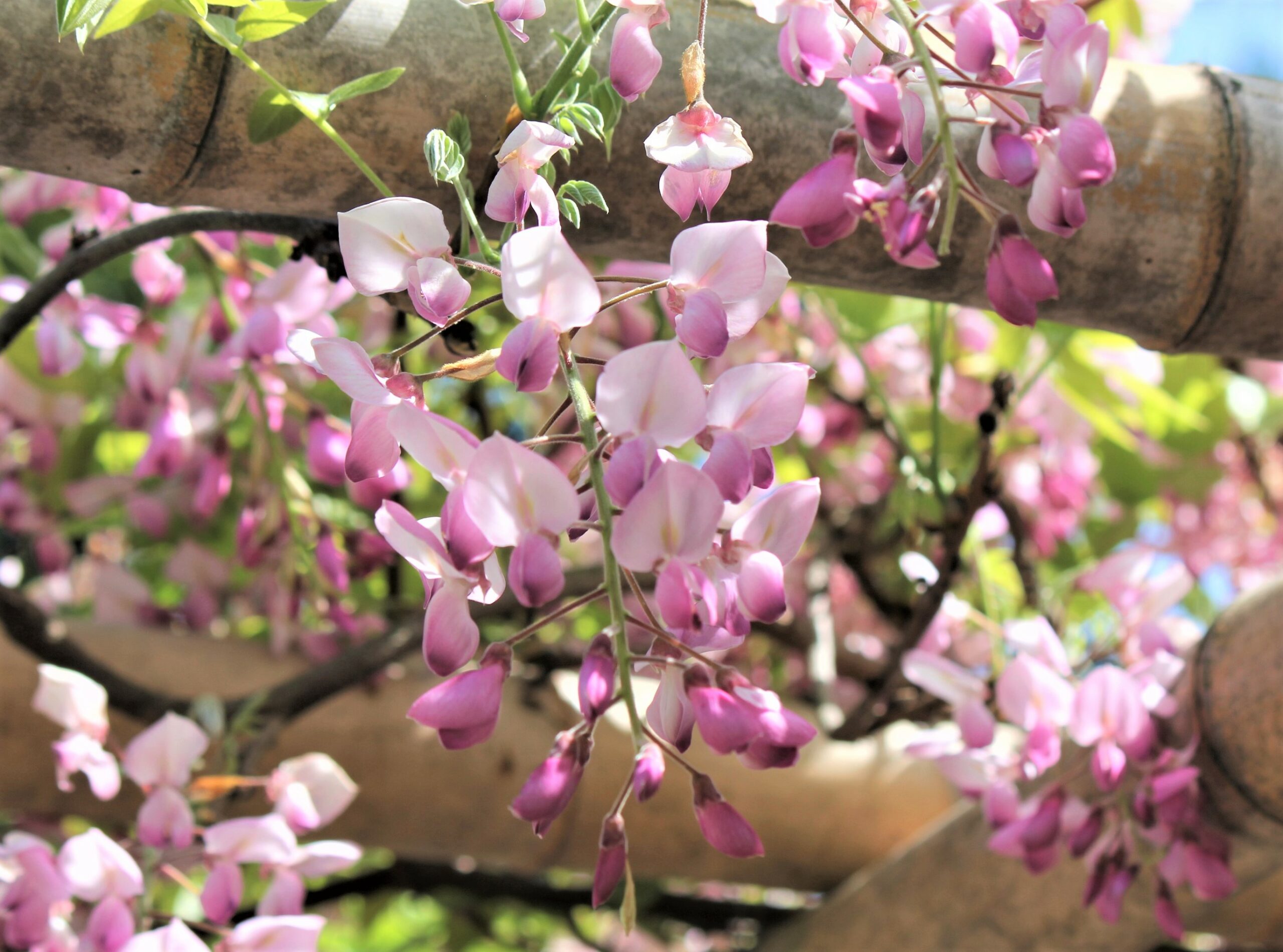 春日部市、藤花園、牛島の藤、だるま藤