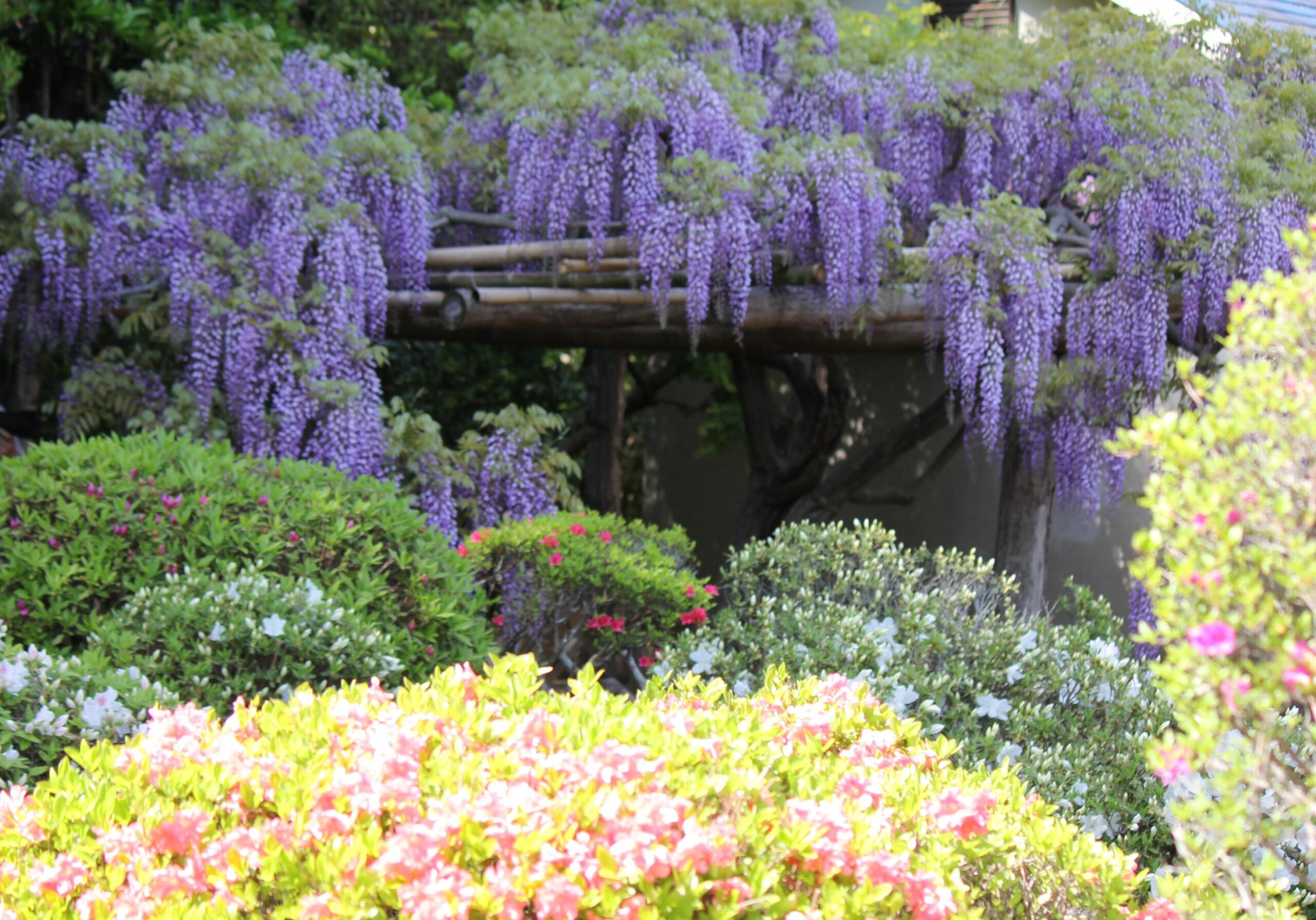 春日部市、藤花園、牛島の藤