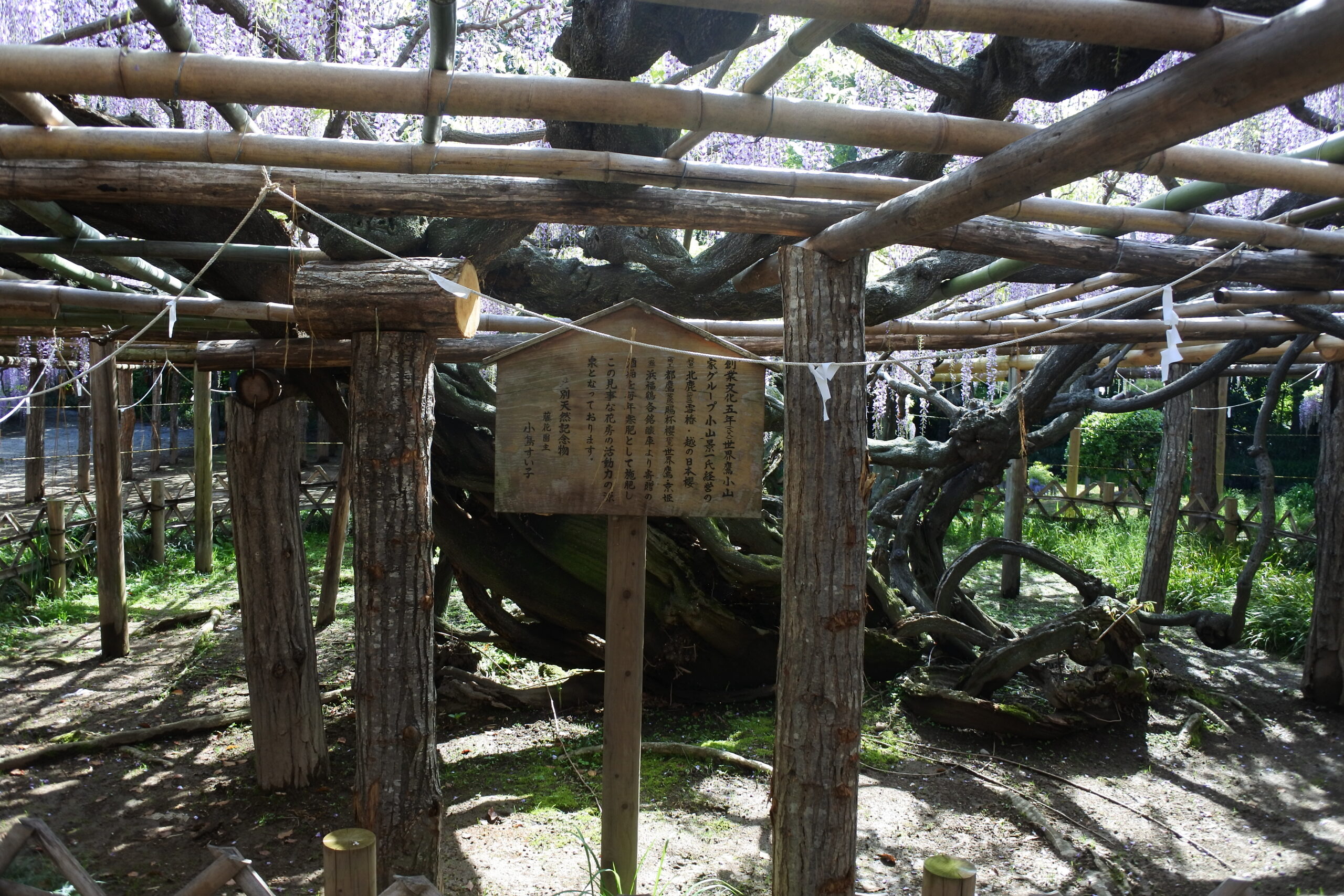 春日部市、藤花園、牛島の藤、特別天然記念物