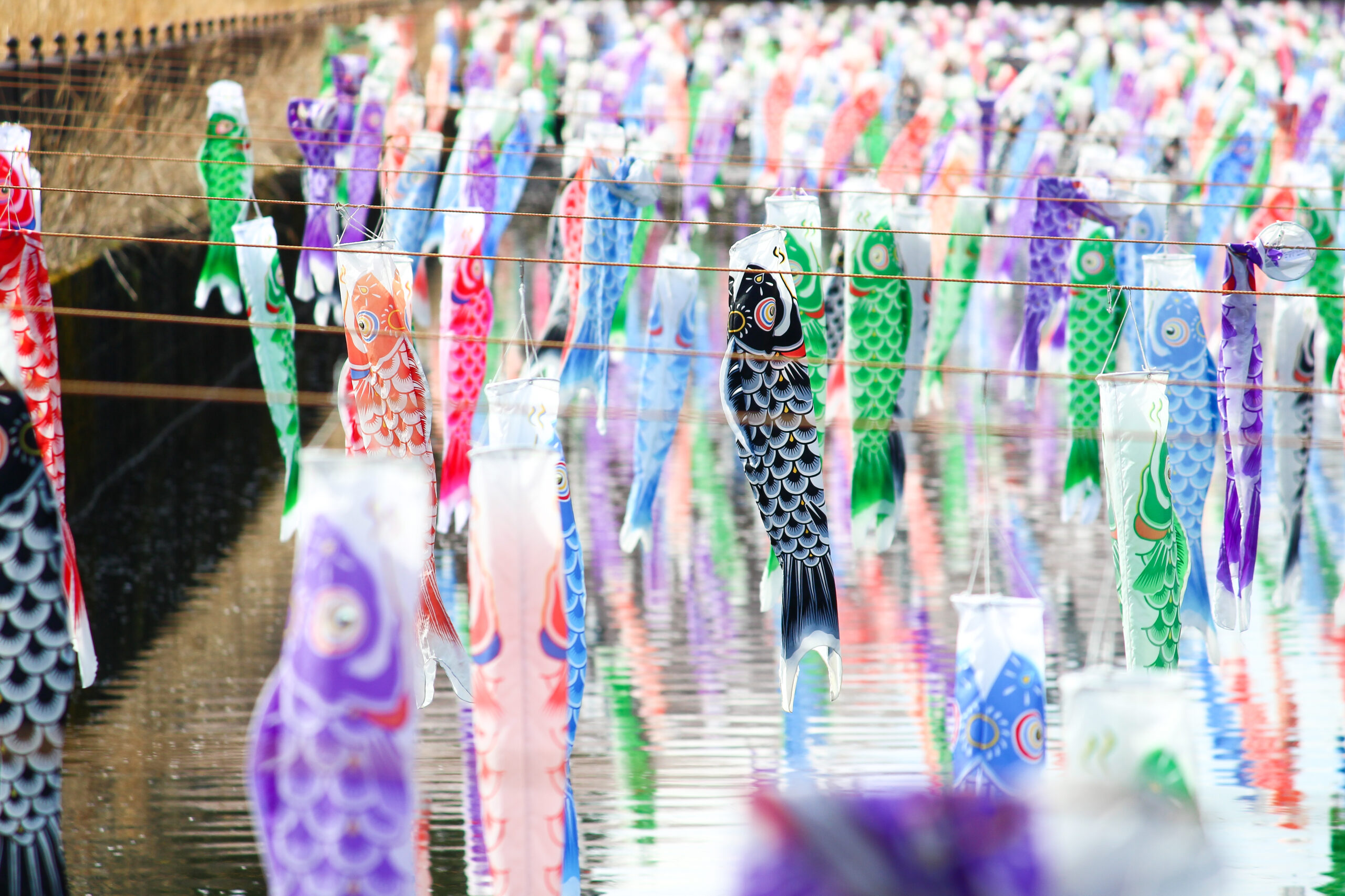 館林こいのぼり
