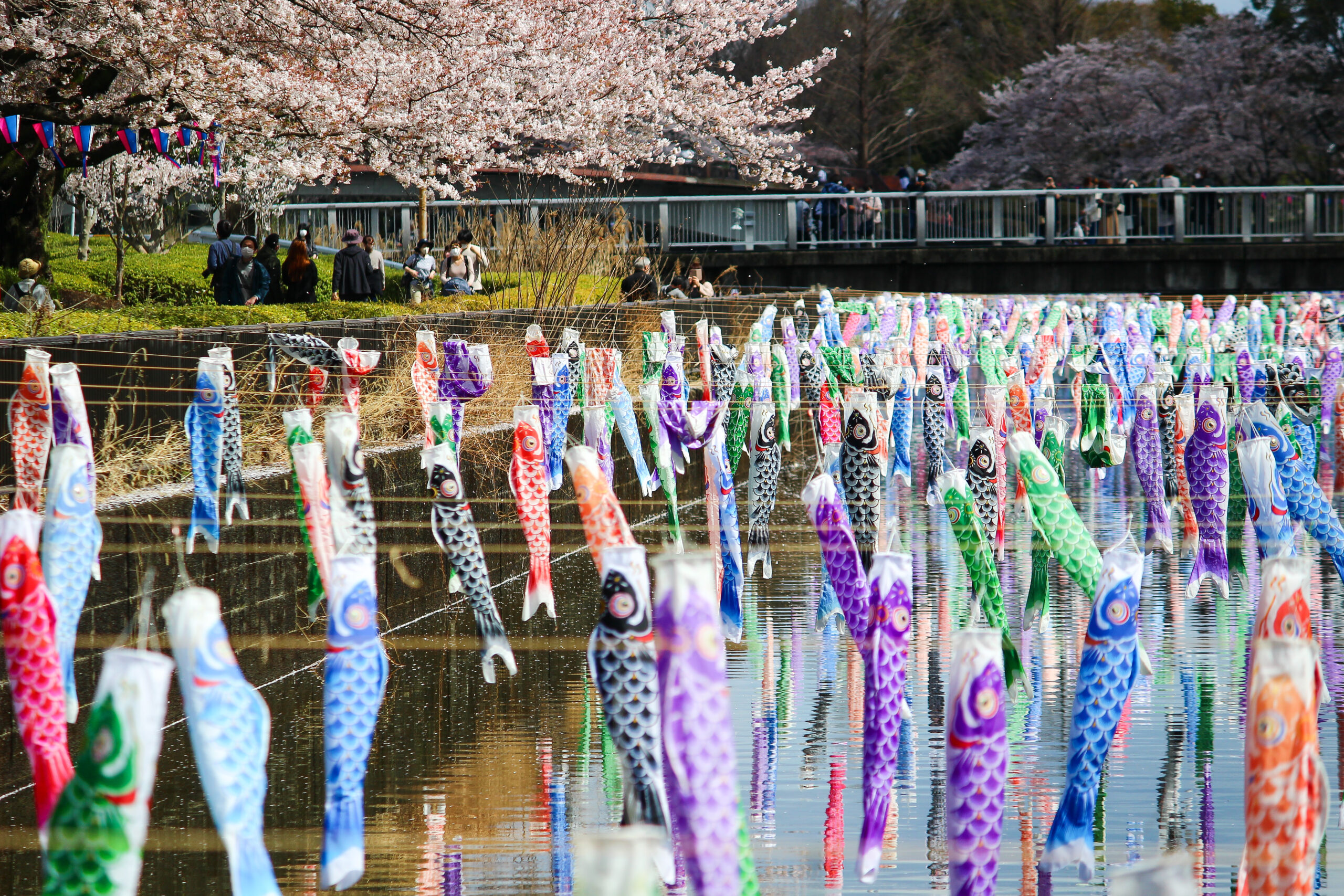 満開の桜＆こいのぼりの絶景は今だけ！2023年「館林さくらとこいのぼり