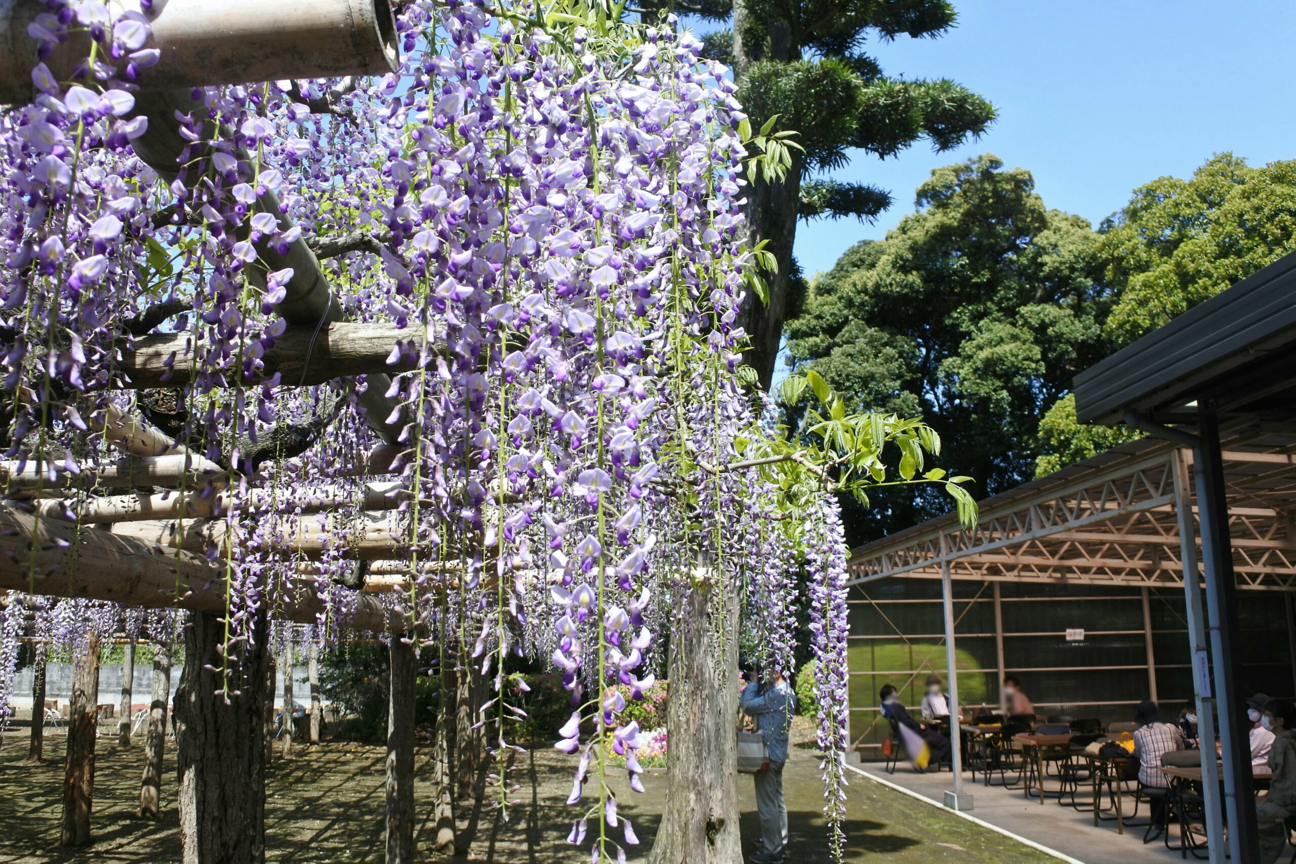 春日部市、藤花園、牛島の藤