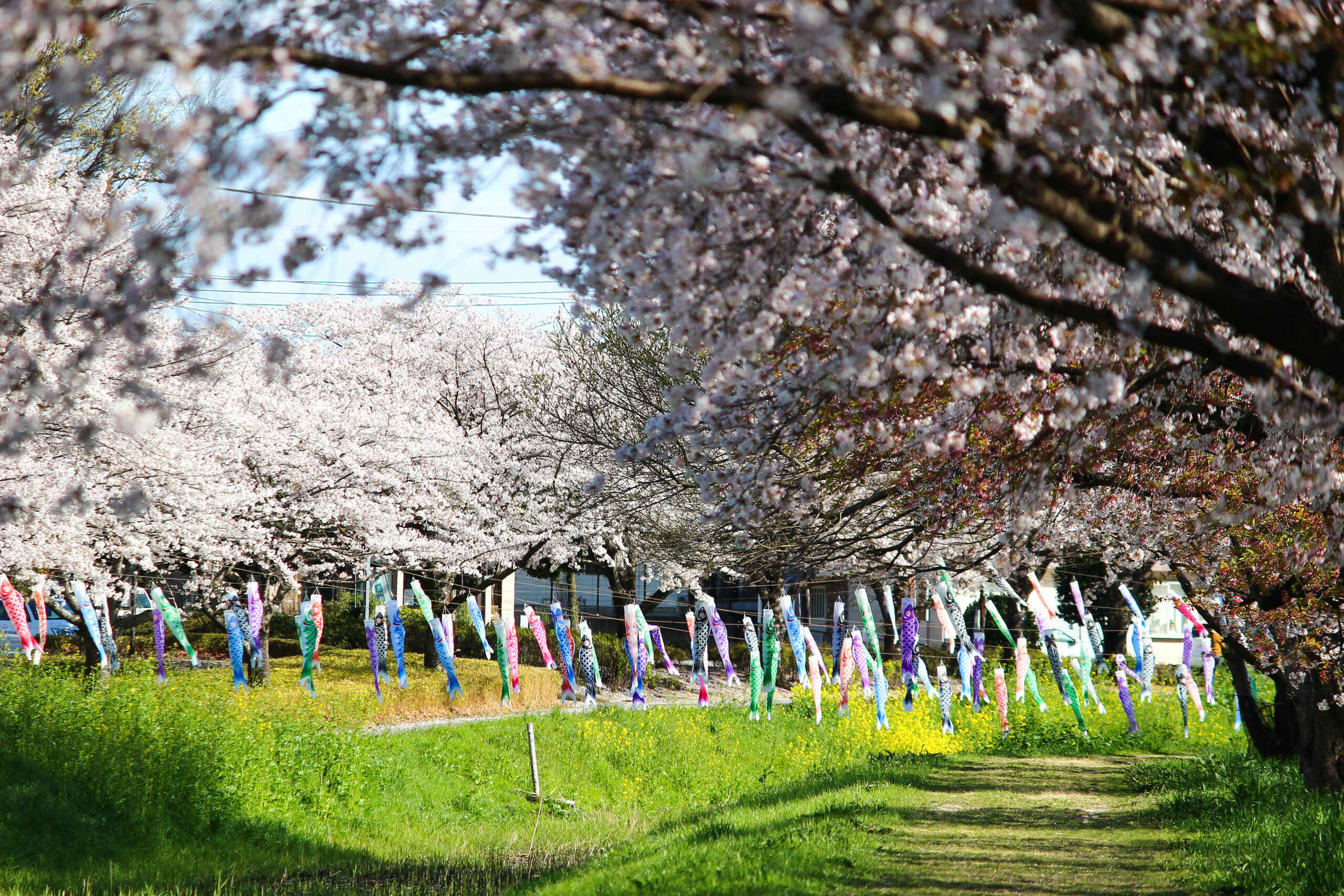 満開の桜＆こいのぼりの絶景は今だけ！2023年「館林さくらとこいのぼり