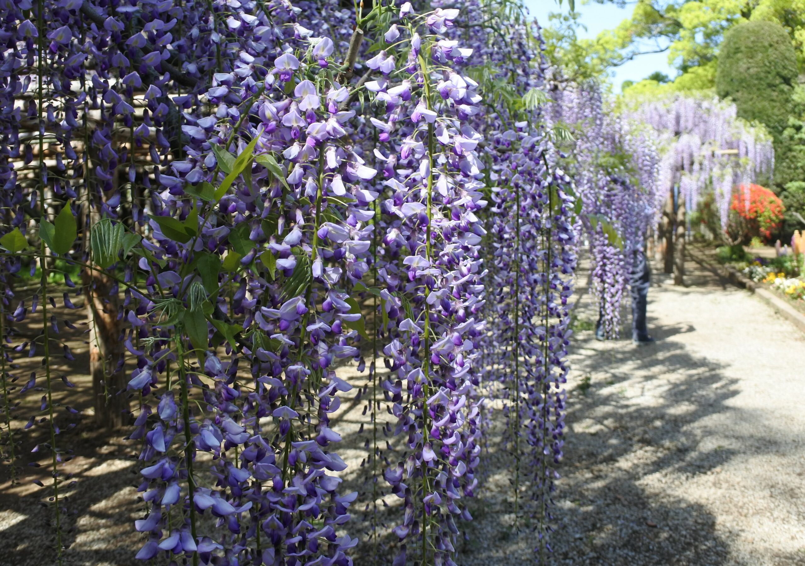春日部市、藤花園、牛島の藤、特別天然記念物
