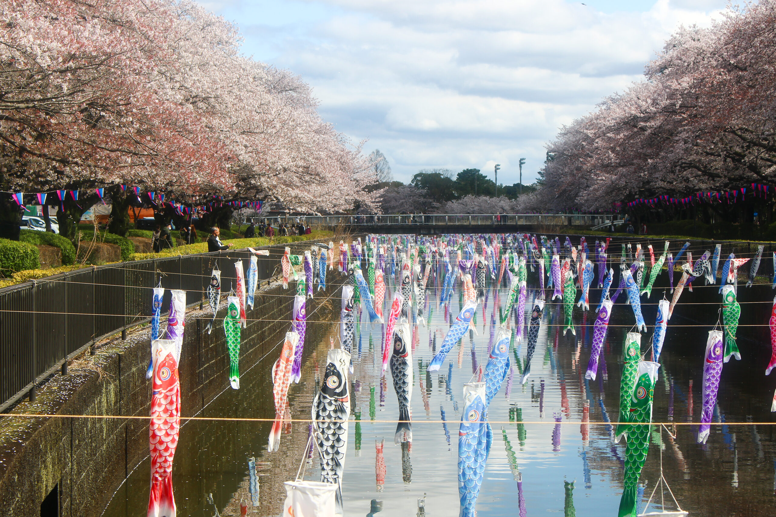 満開の桜＆こいのぼりの絶景は今だけ！2023年「館林さくらとこいのぼり