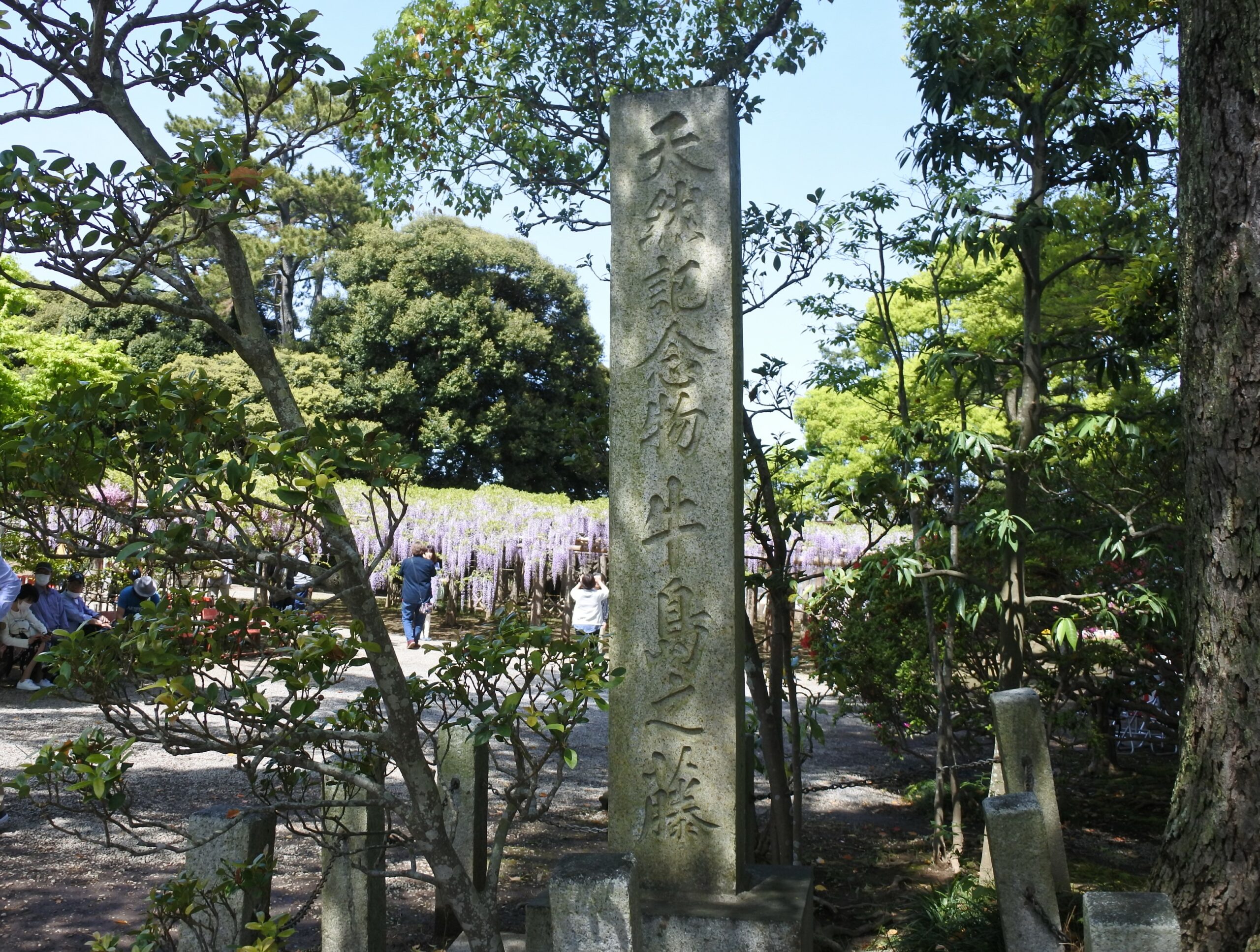 春日部市、藤花園、牛島の藤、藤