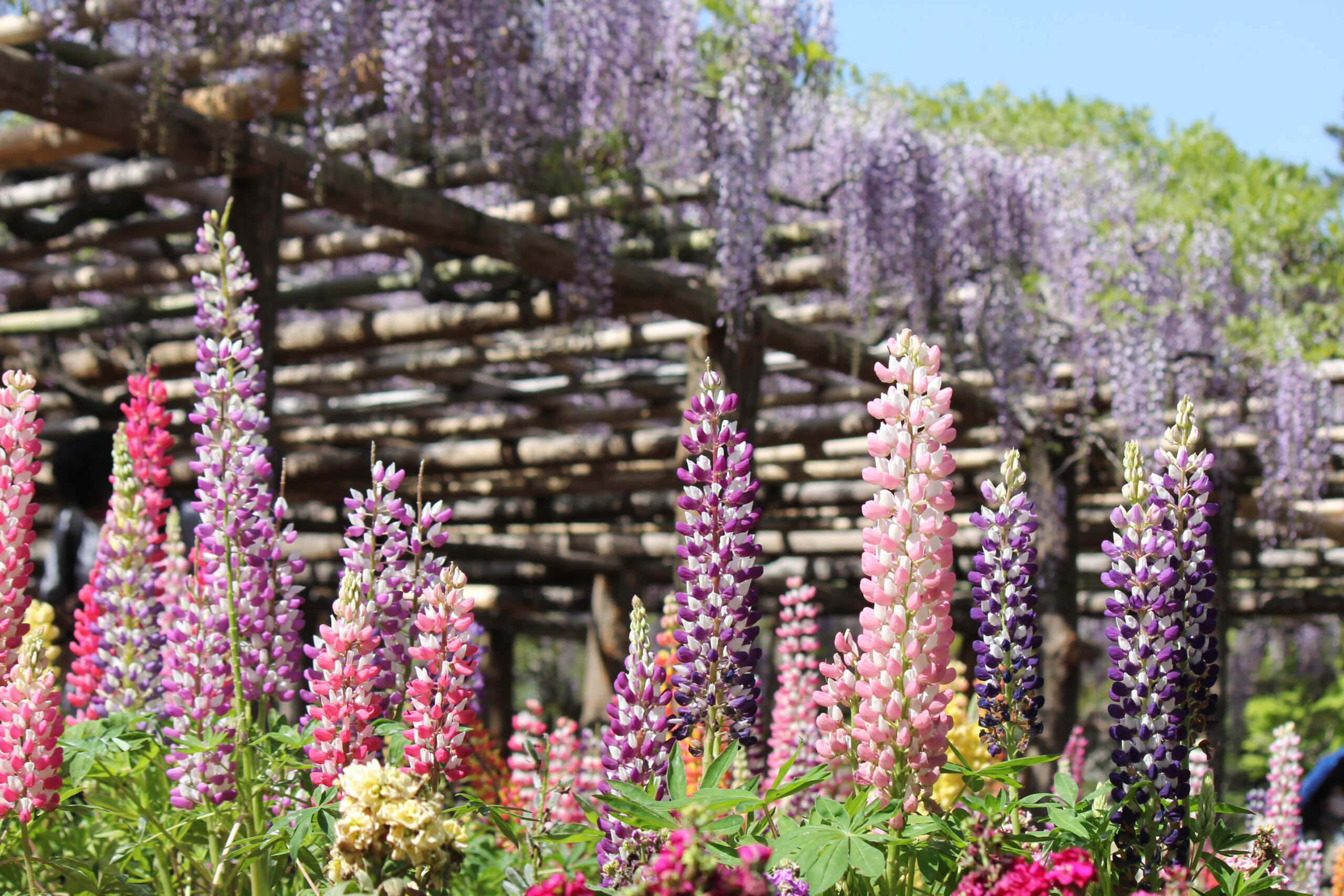 春日部市、藤花園、牛島の藤、特別天然記念物
