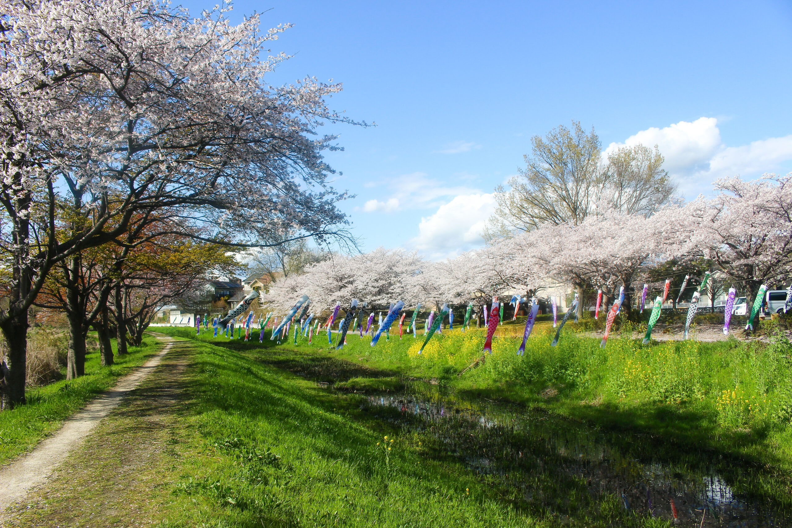 満開の桜＆こいのぼりの絶景は今だけ！2023年「館林さくらとこいのぼり