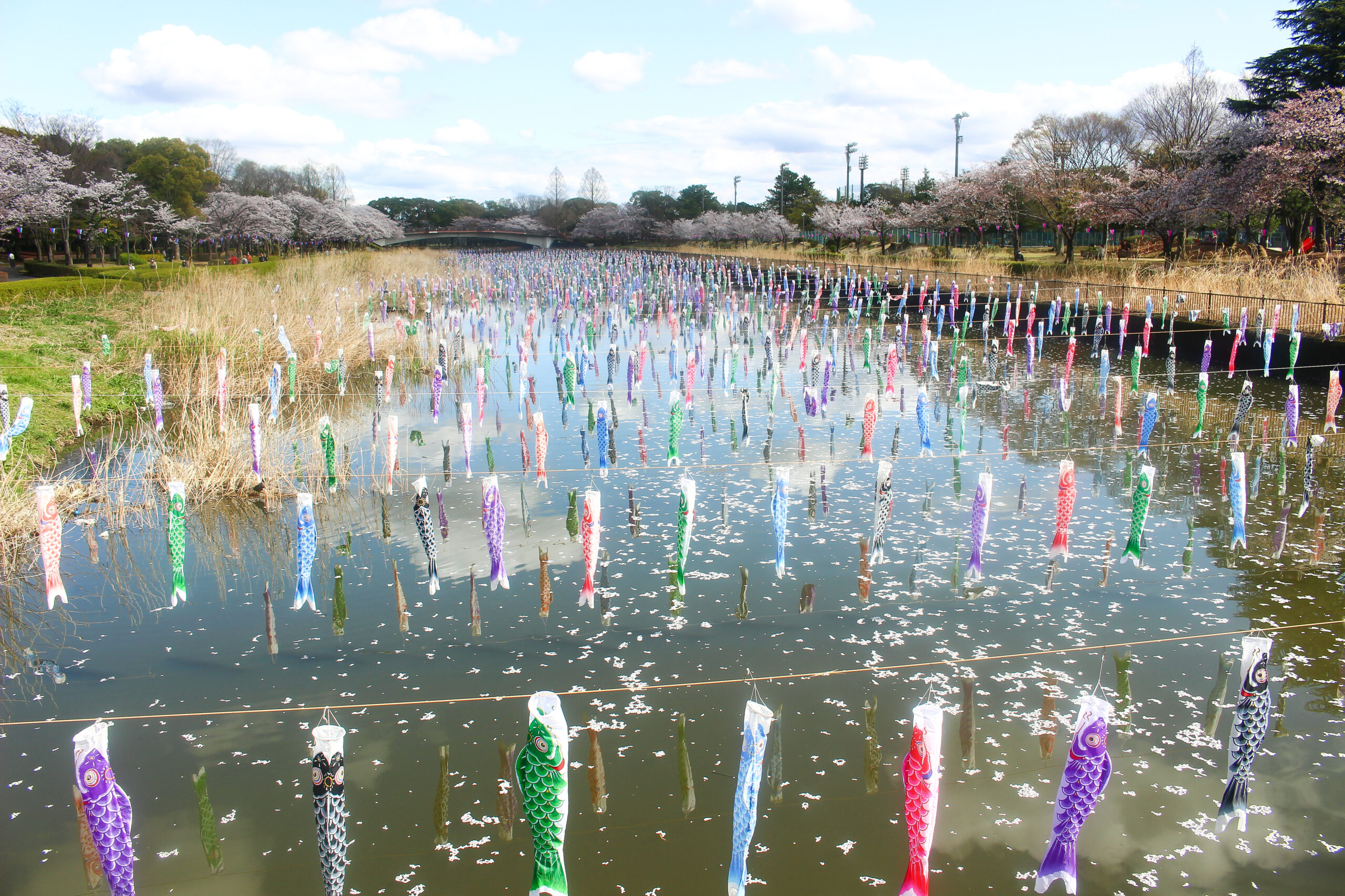 館林こいのぼり