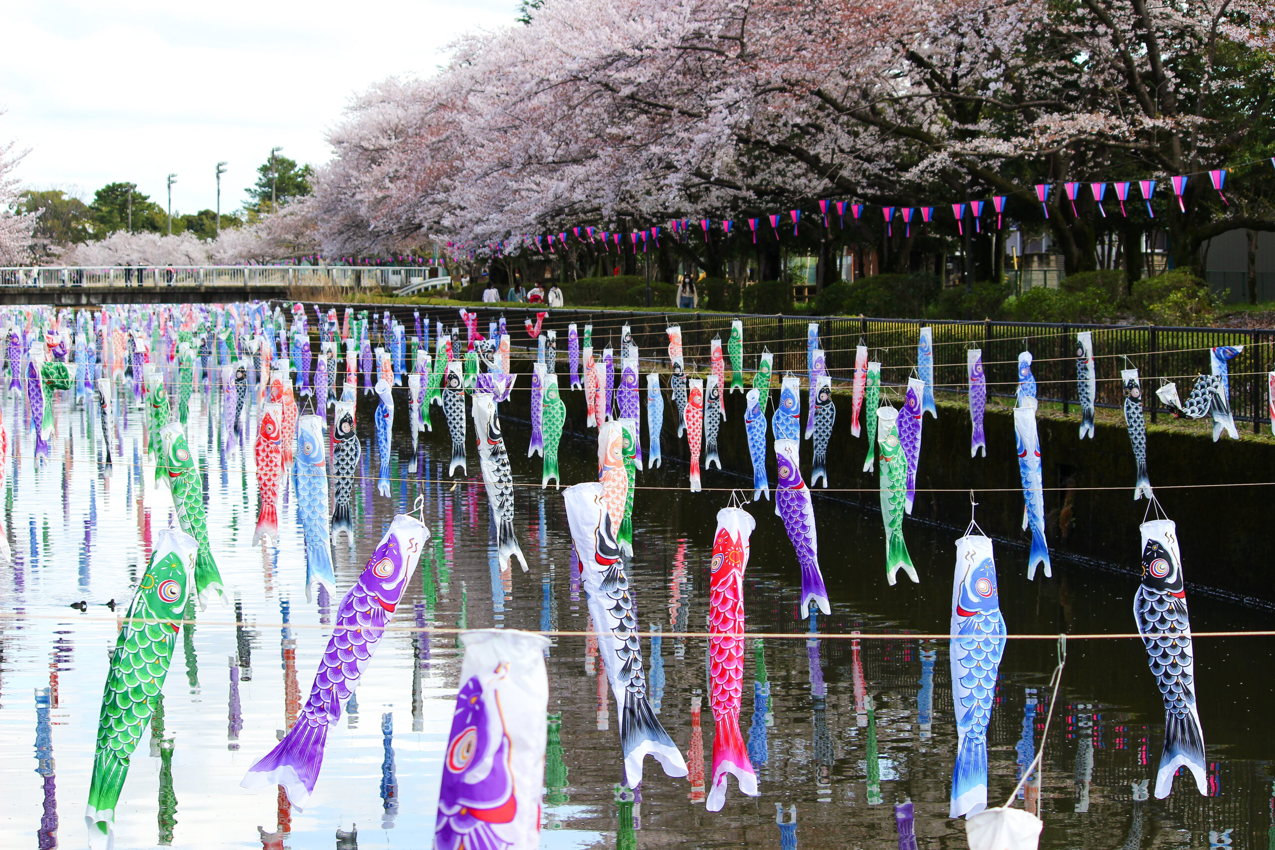 満開の桜＆こいのぼりの絶景は今だけ！2023年「館林さくらとこいのぼり