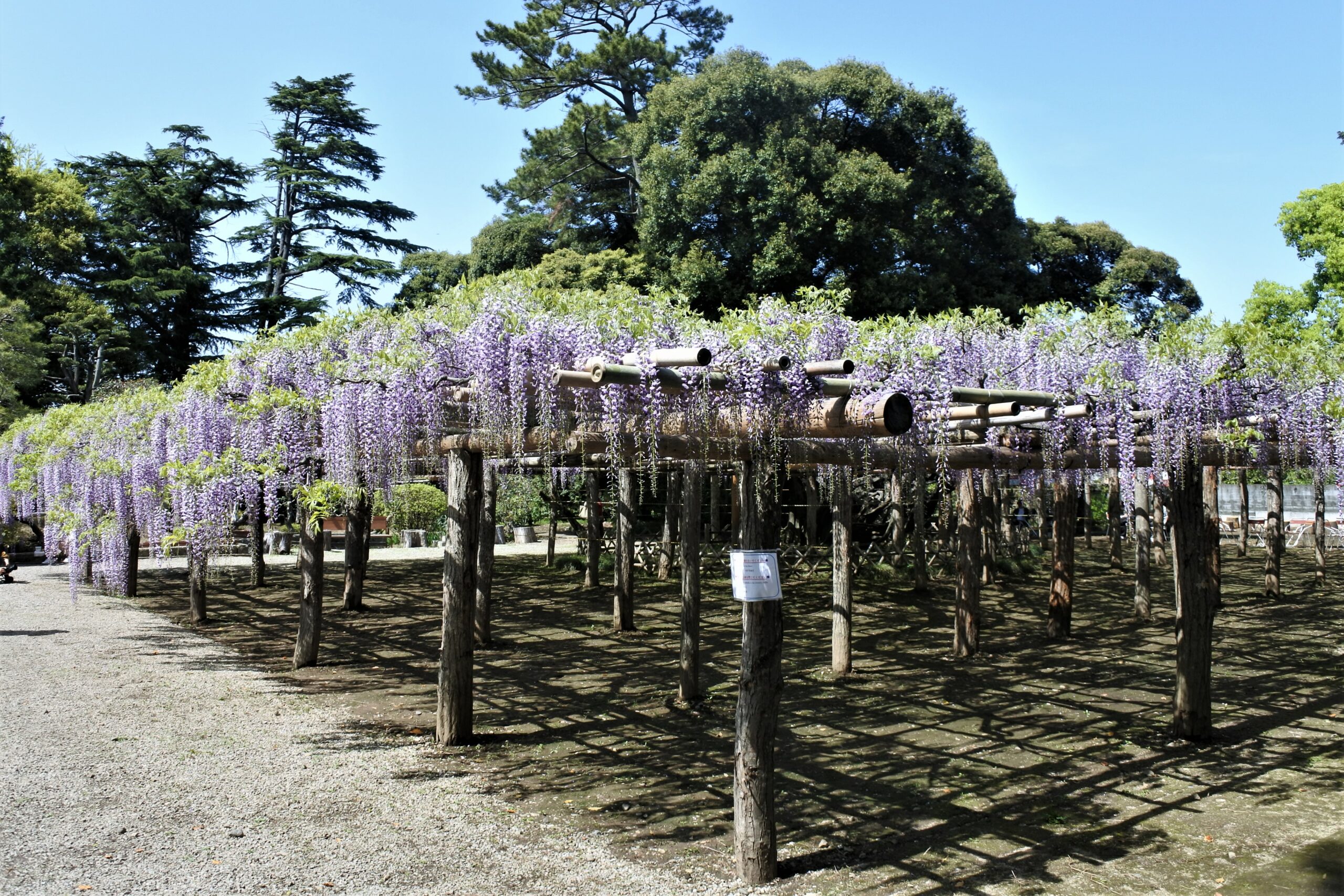 春日部市、藤花園、牛島の藤