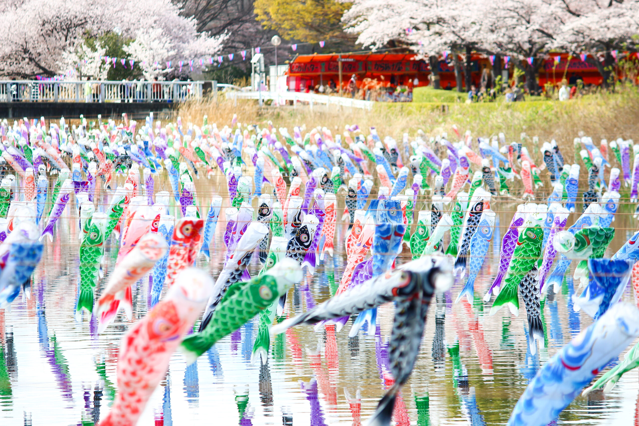 満開の桜＆こいのぼりの絶景は今だけ！2023年「館林さくらとこいのぼり