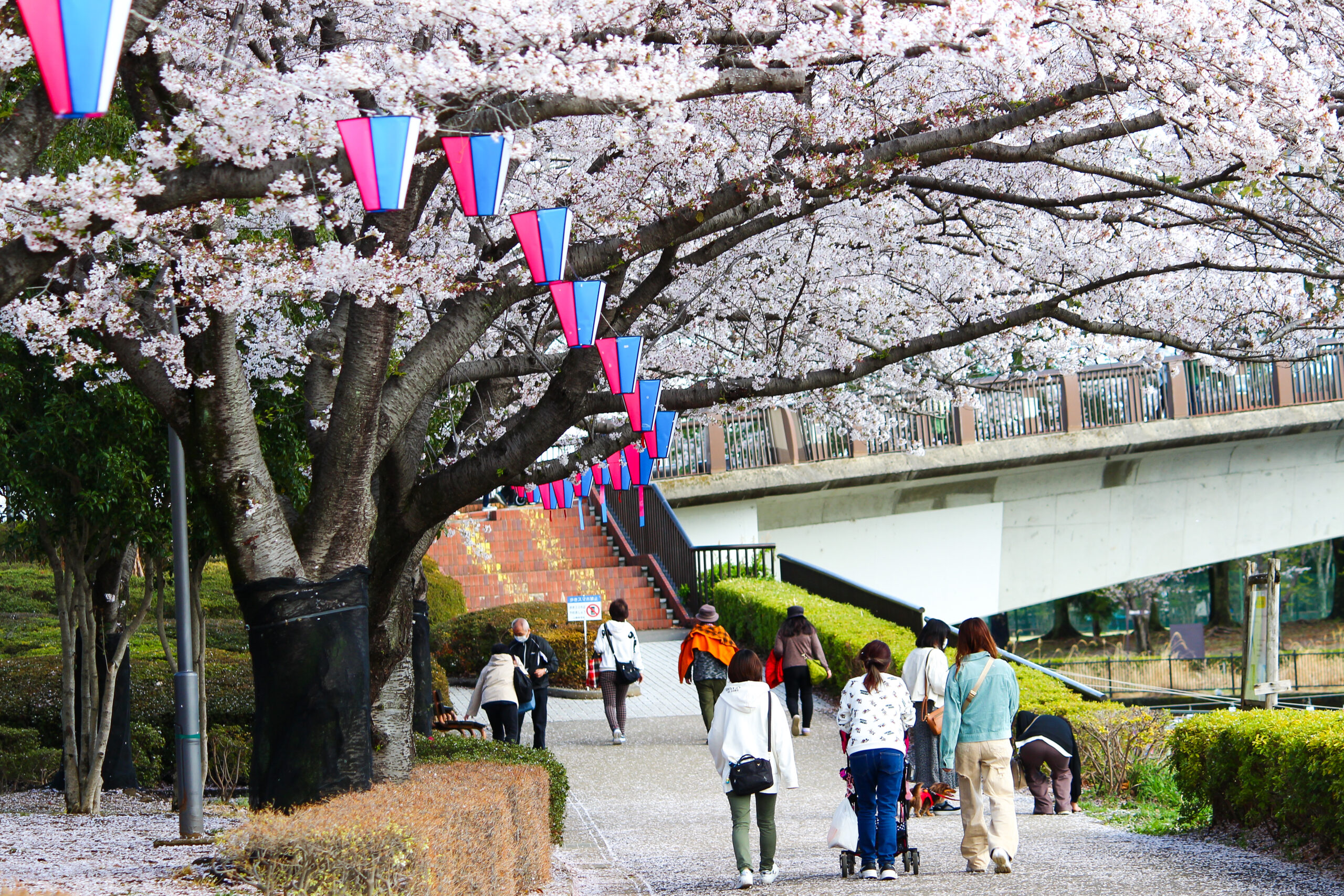 満開の桜＆こいのぼりの絶景は今だけ！2023年「館林さくらとこいのぼり