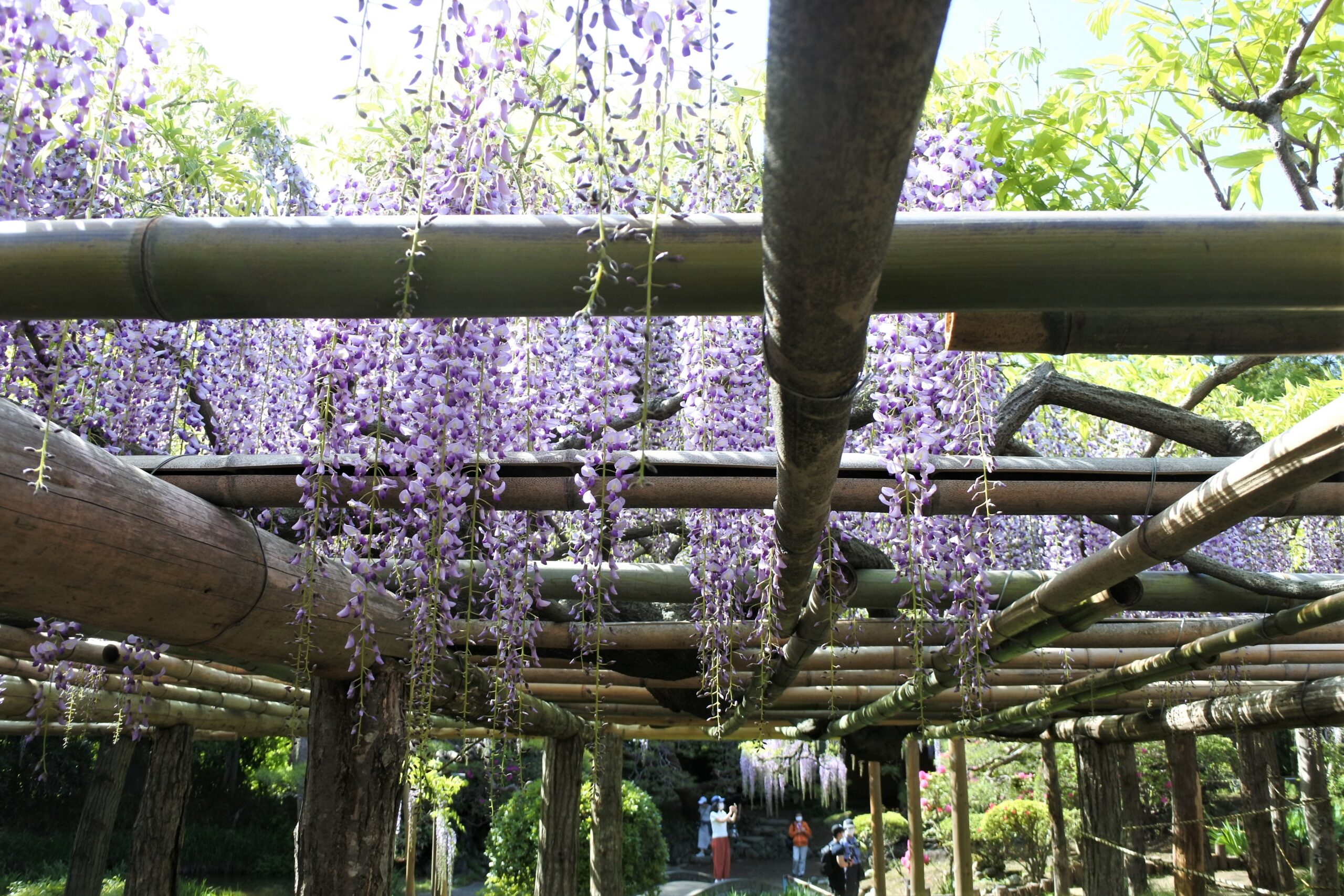 春日部市、藤花園、牛島の藤、特別天然記念物