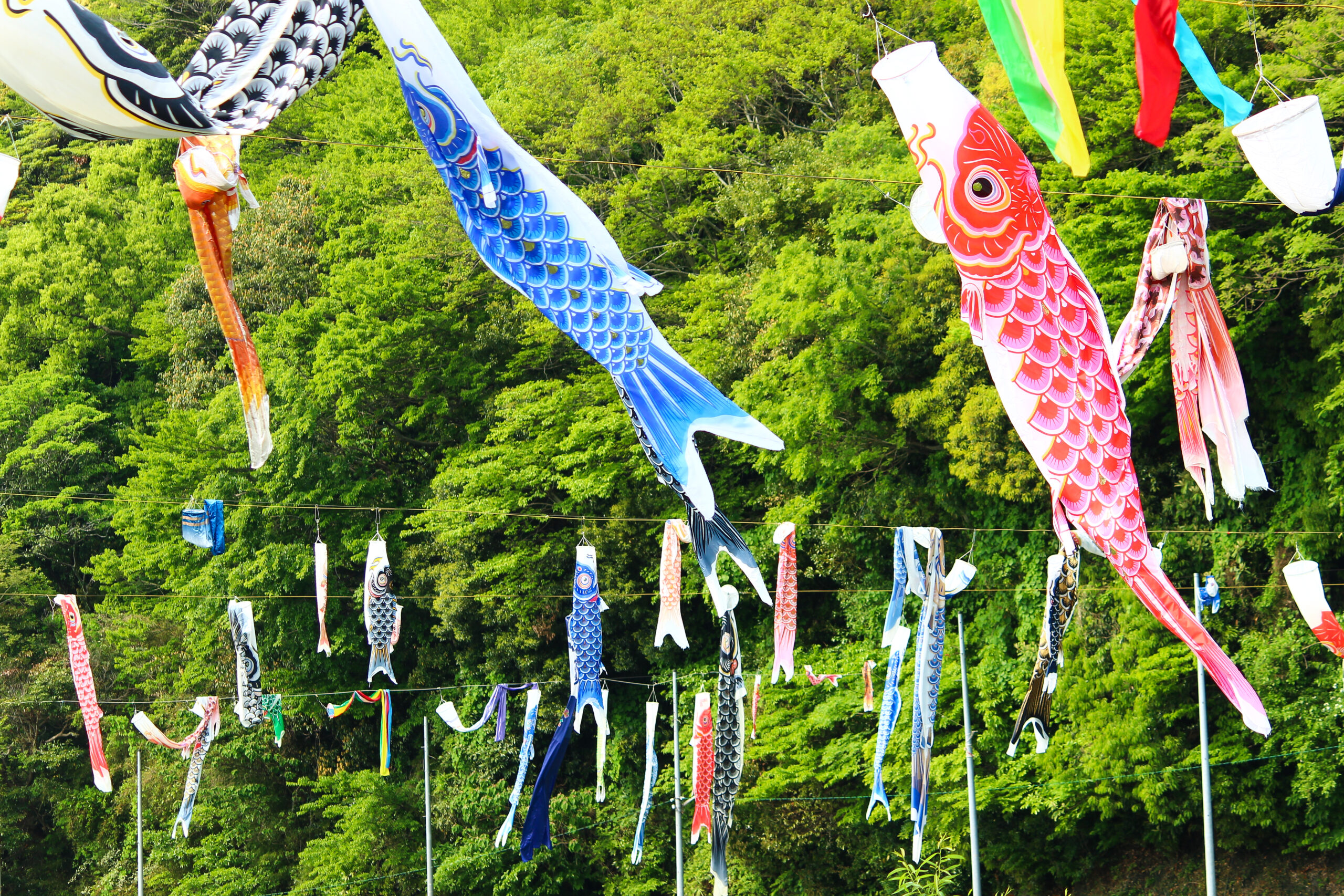 紫川こいのぼりまつり