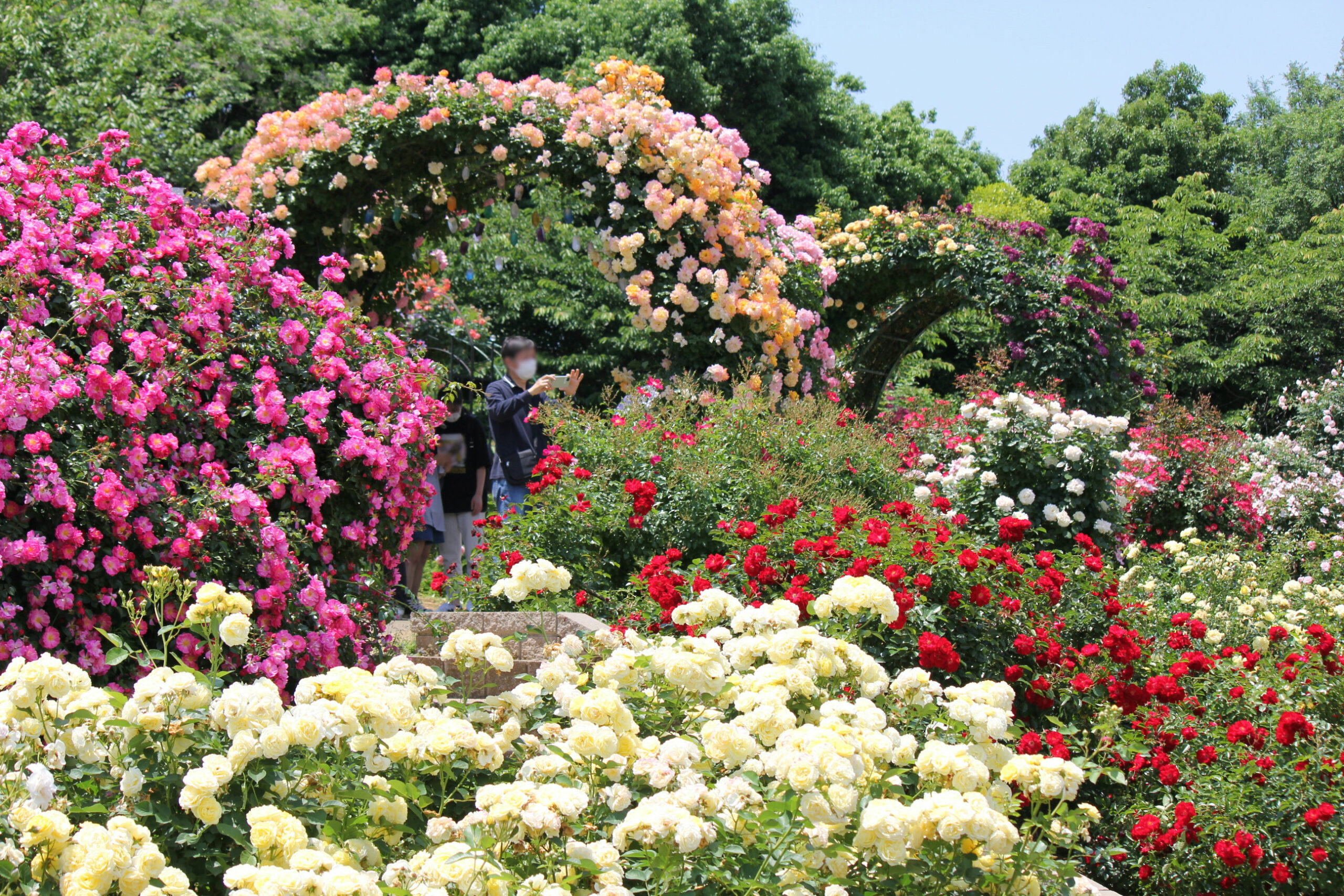 京成バラ園