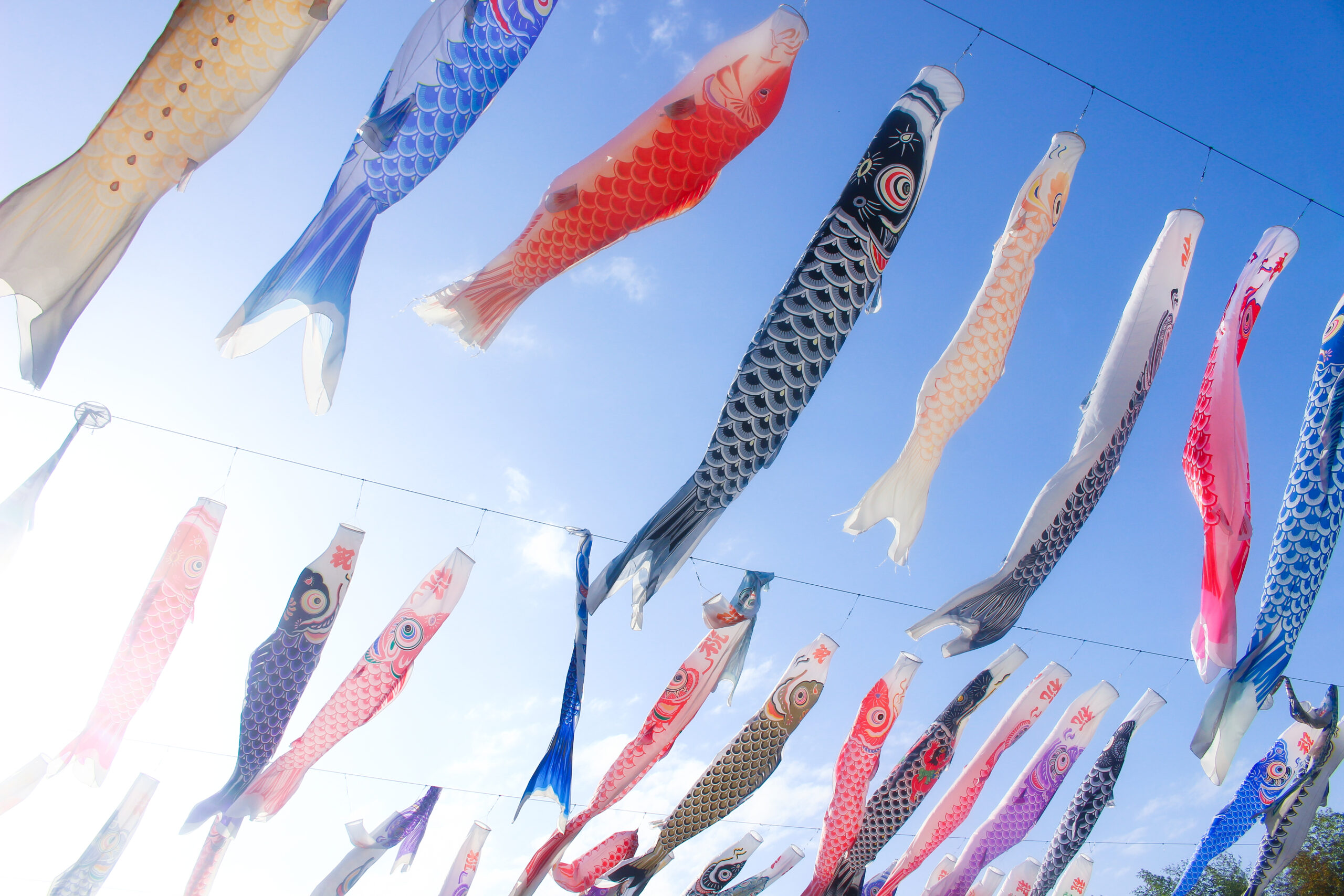 横瀬鯉のぼり祭り