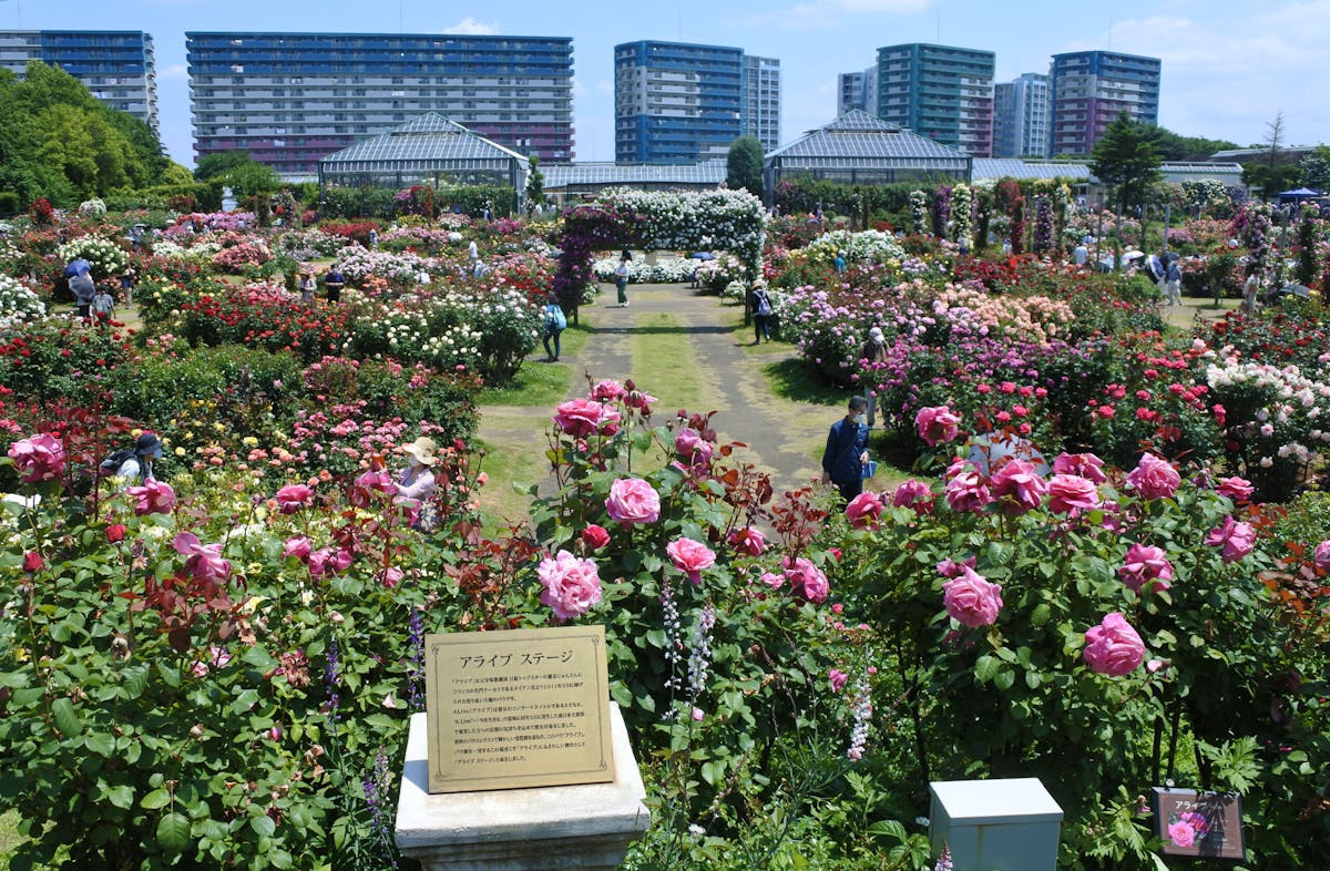 22年春は カラー オブ スプリング 京成バラ園のピークはまばゆい色彩の世界 オマツリジャパン あなたと祭りをつなげるメディア 22年春は カラー オブ スプリング 京成バラ園のピークはまばゆい色彩の世界 オマツリジャパン あなたと祭りをつなげるメディア