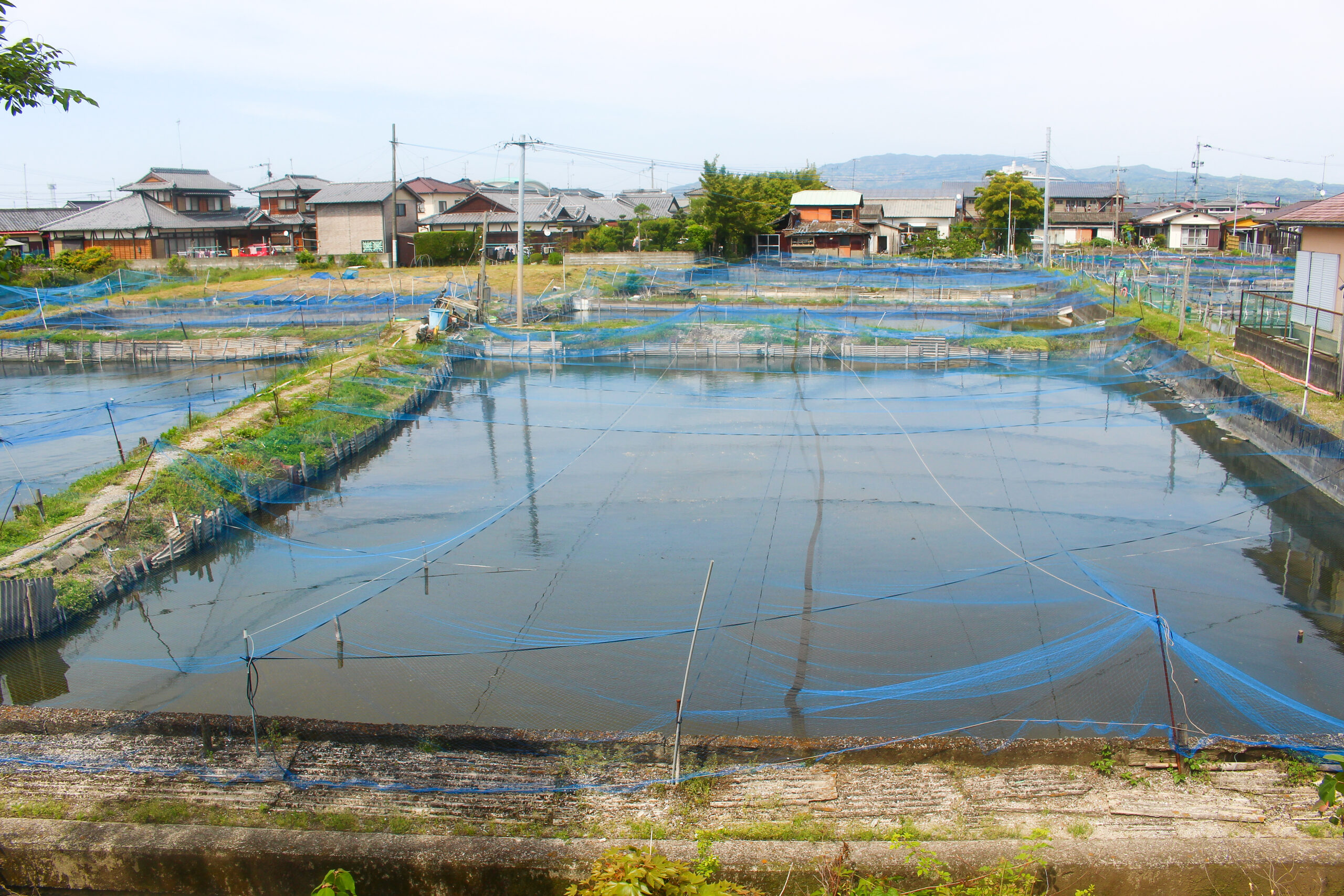 長洲金魚まつり