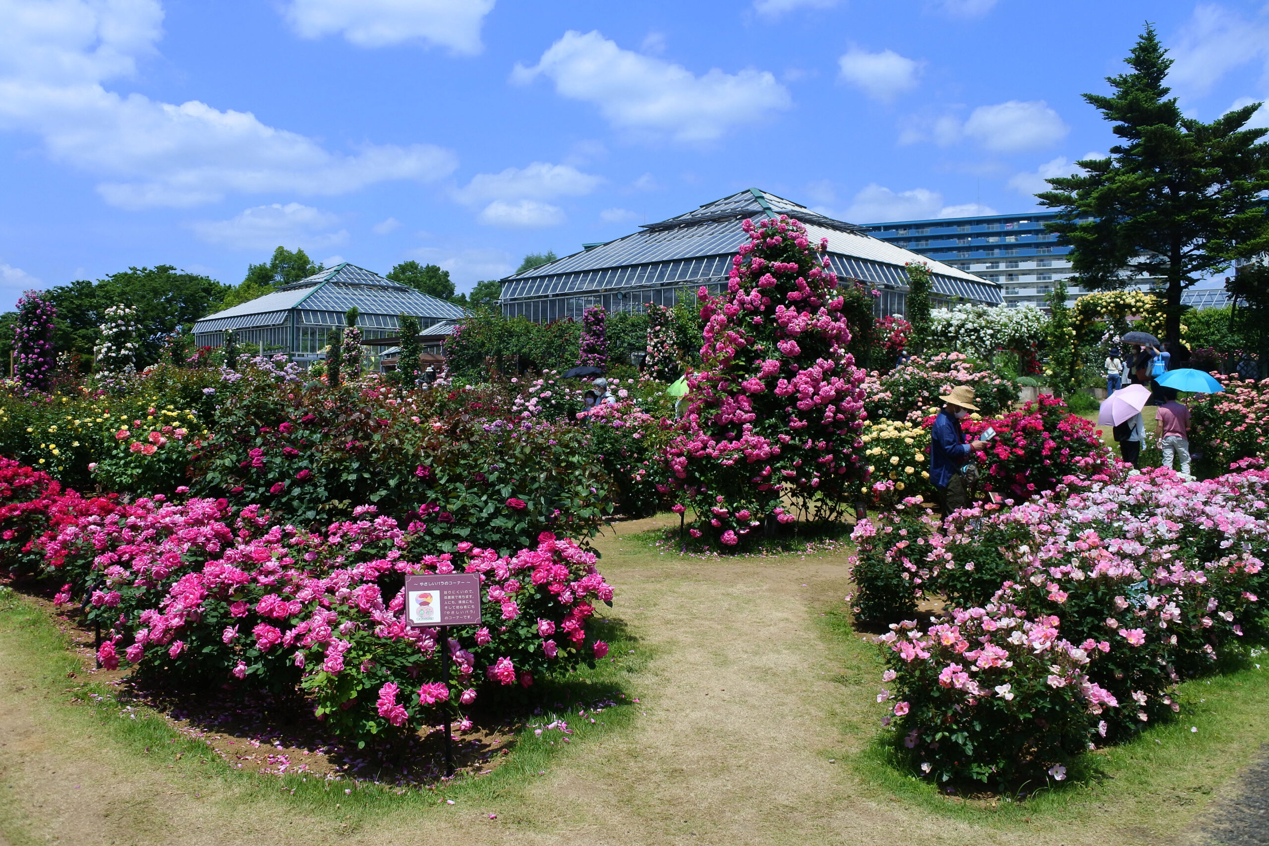 京成バラ園