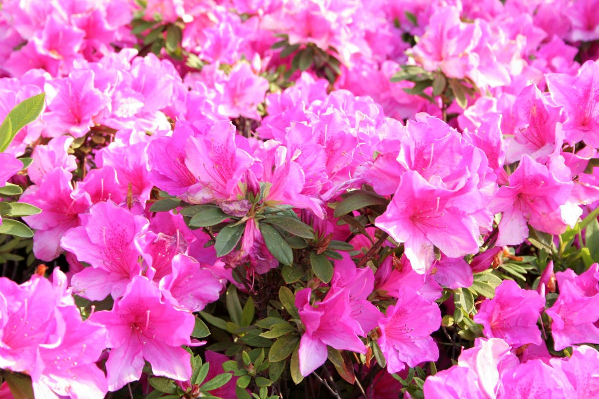 この漢字読める ヒントは4月 5月が開花時期の花 オマツリジャパン あなたと祭りをつなげるメディア この漢字読める ヒントは4月 5月が開花時期の花 オマツリジャパン あなたと祭りをつなげるメディア