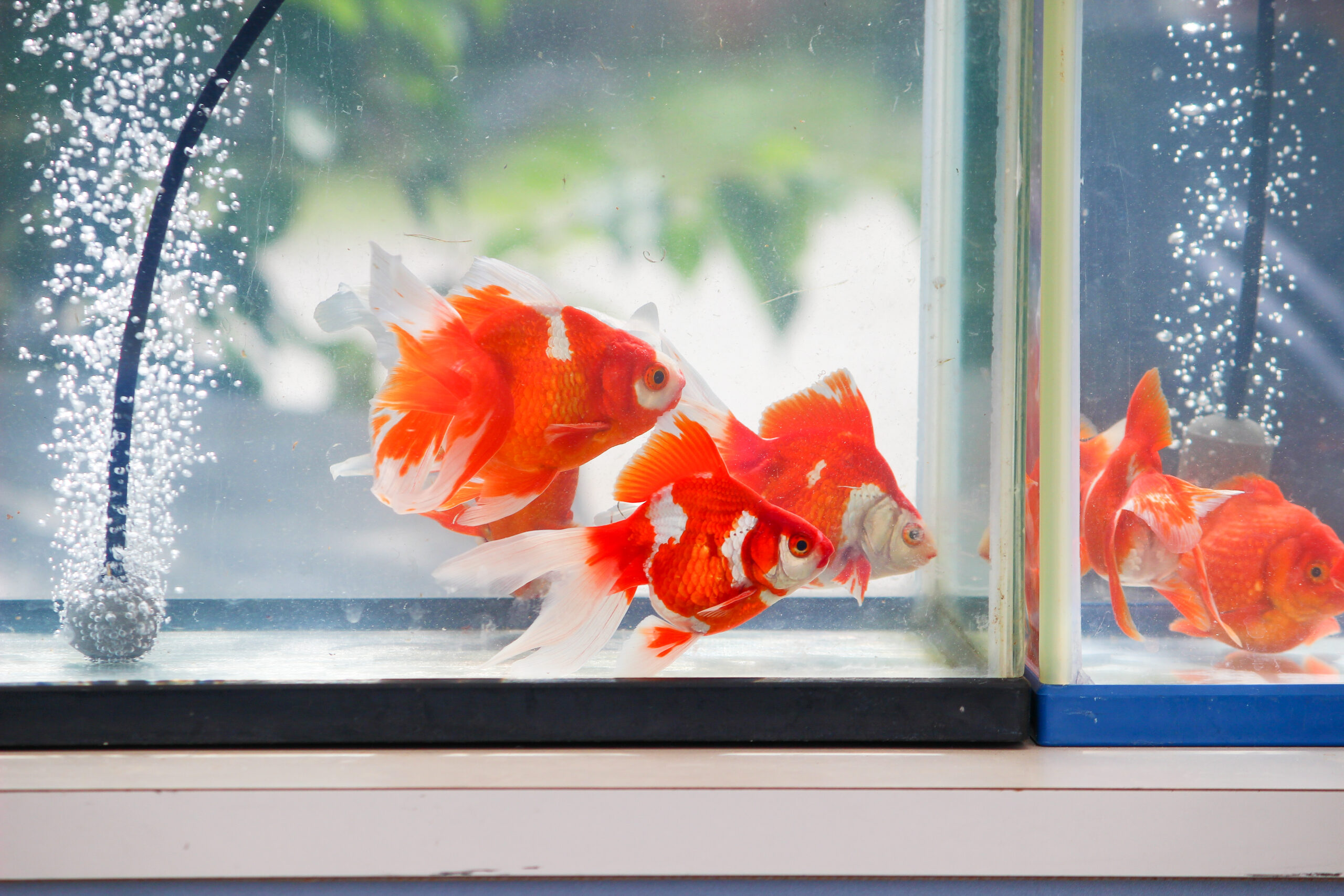 長洲金魚まつり