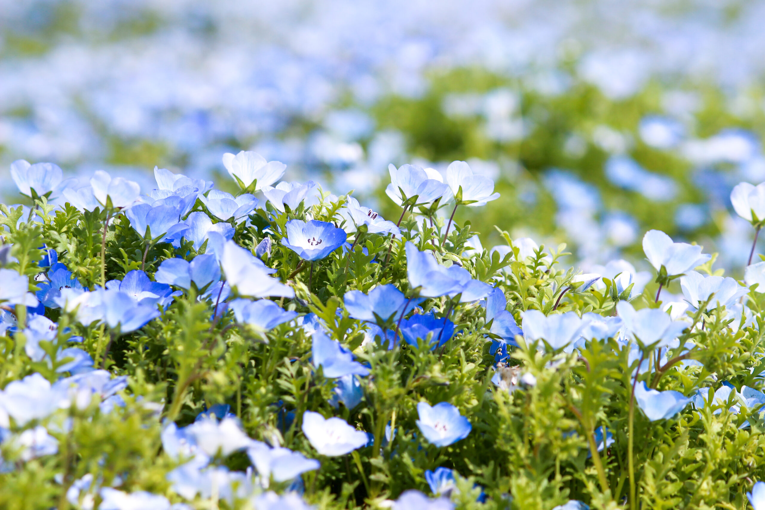 くじゅう花公園