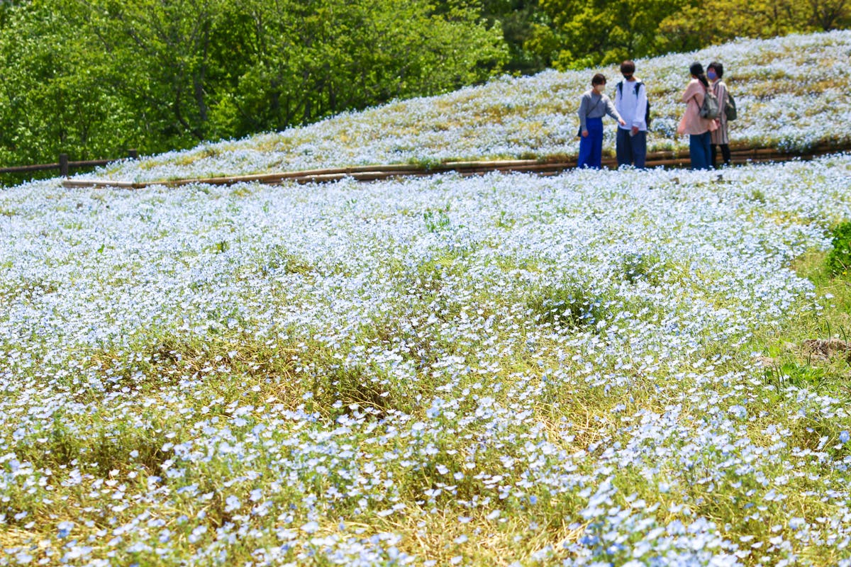 ネモフィラブルーフェスタ22レポ 大分で70万本の青い花が空と湖に映える オマツリジャパン あなたと祭りをつなげるメディア ネモフィラブルーフェスタ22レポ 大分で70万本の青い花が空と湖に映える オマツリジャパン あなたと祭りをつなげるメディア