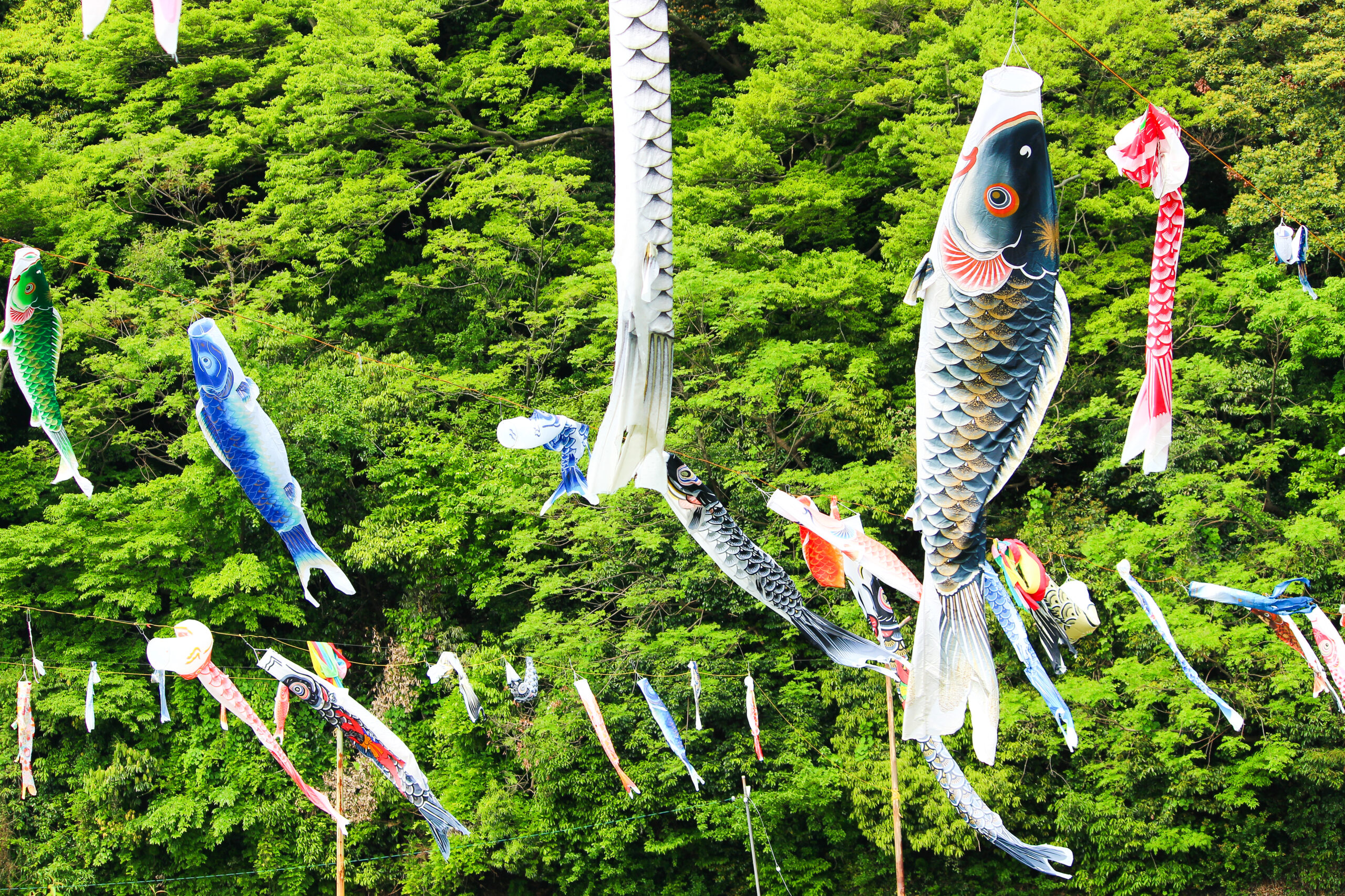 紫川こいのぼりまつり