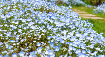 ネモフィラブルーフェスタ2022レポ！大分で70万本の青い花が空と湖に映える