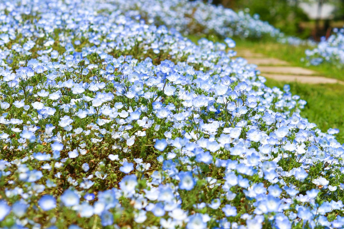 ネモフィラブルーフェスタ22レポ 大分で70万本の青い花が空と湖に映える オマツリジャパン あなたと祭りをつなげるメディア ネモフィラブルーフェスタ22レポ 大分で70万本の青い花が空と湖に映える オマツリジャパン あなたと祭りをつなげるメディア