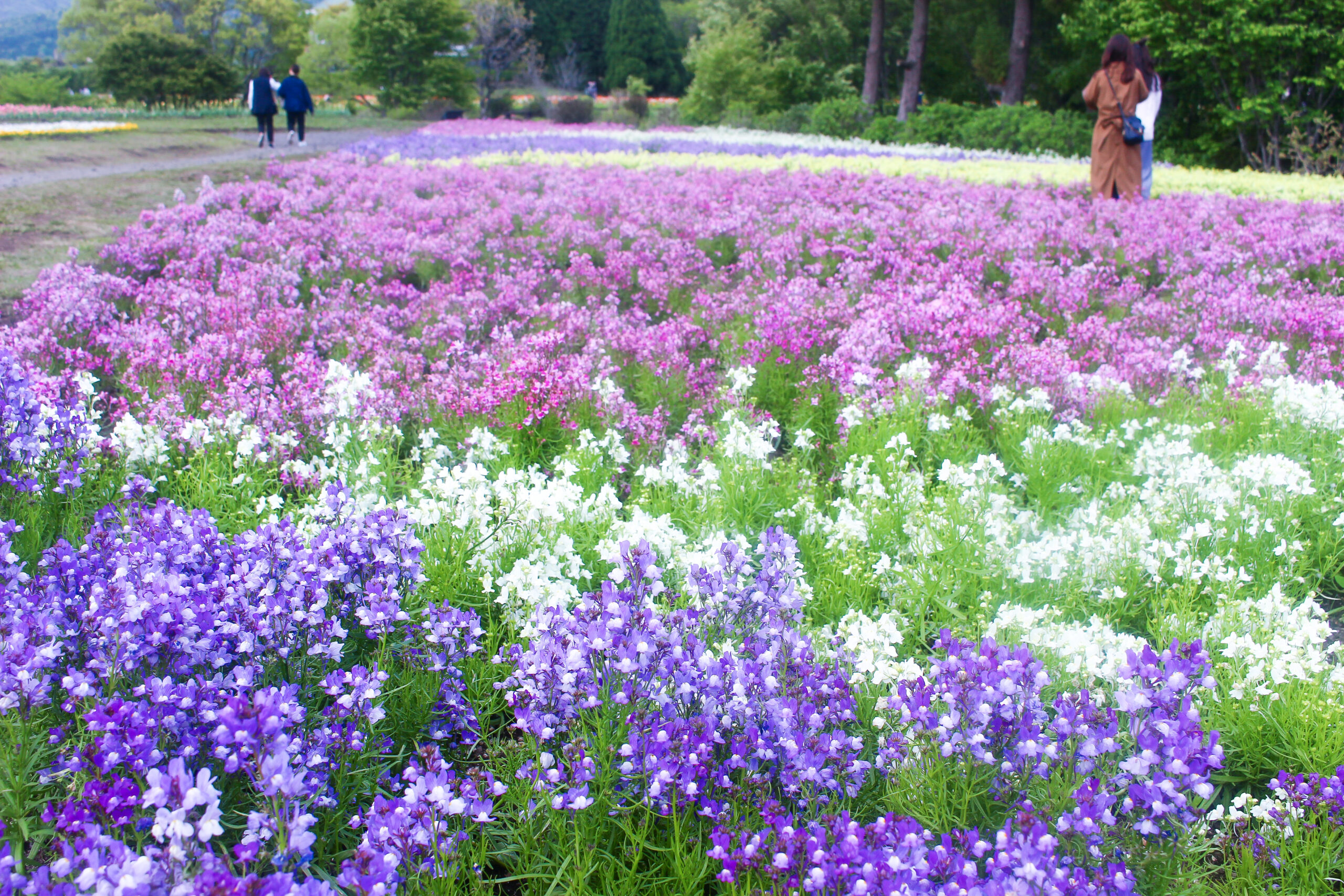 くじゅう花公園