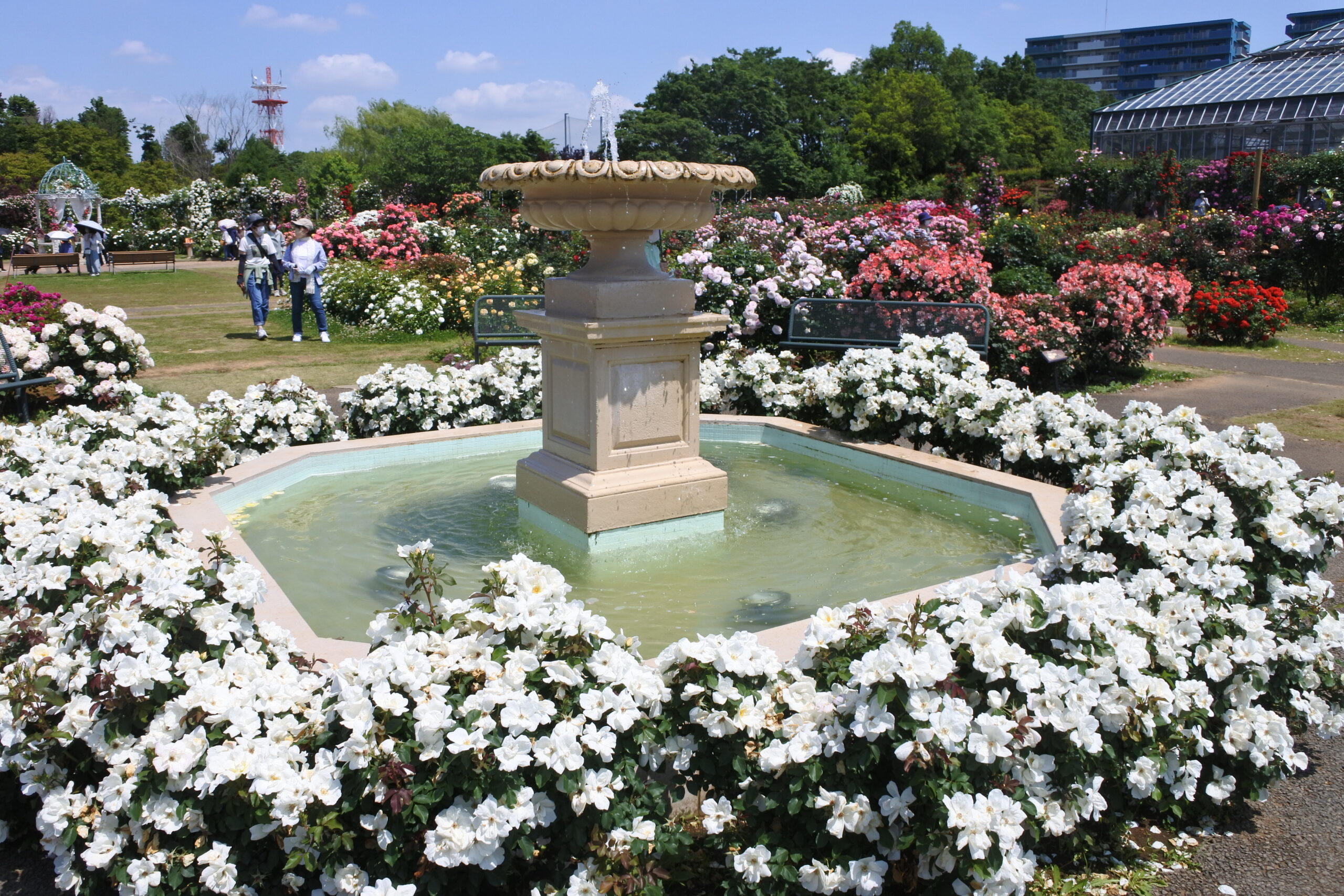 京成バラ園 エデンの泉
