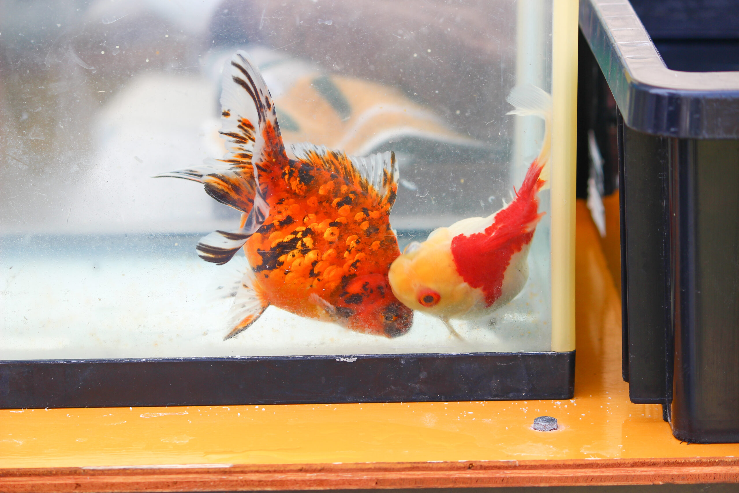 長洲金魚まつり