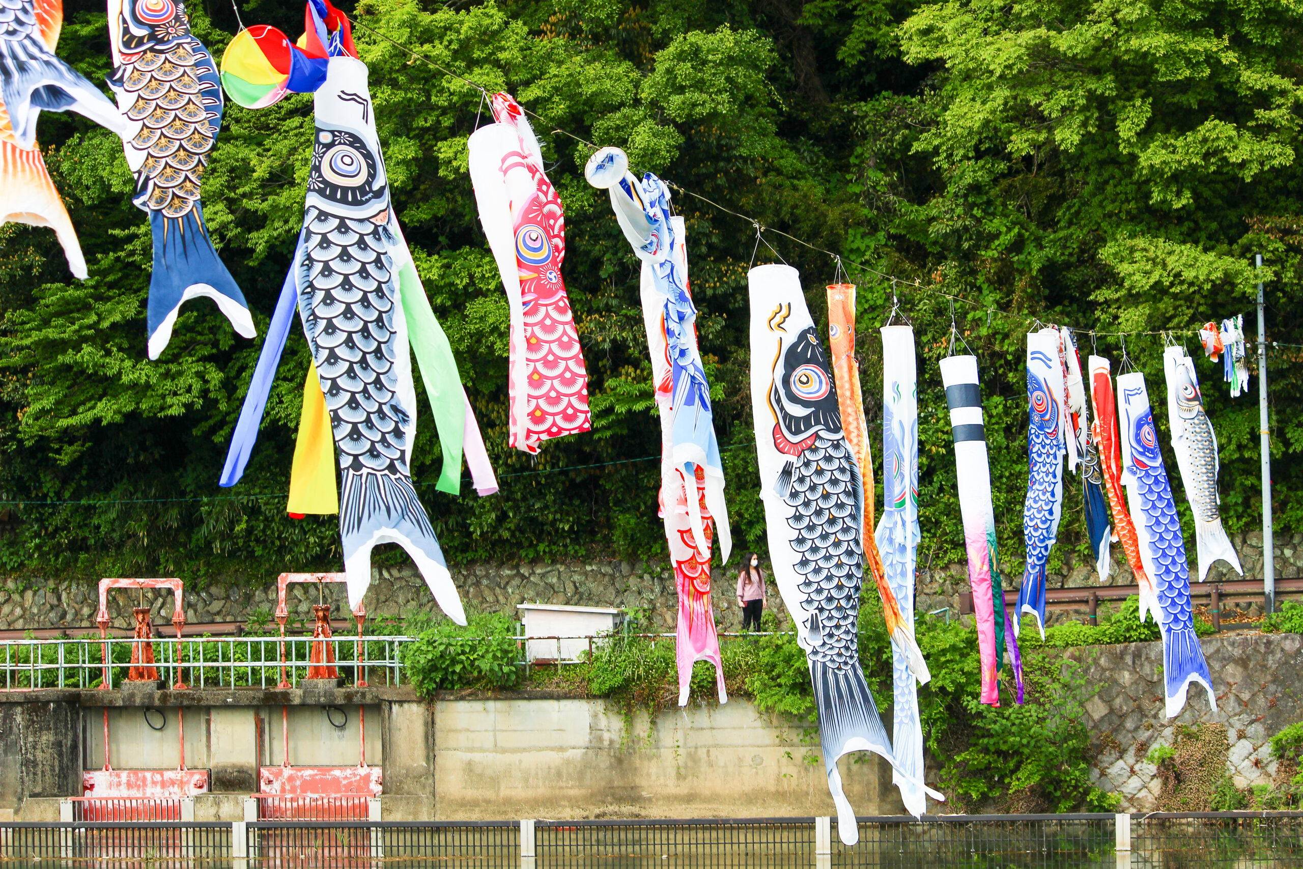 紫川こいのぼりまつり