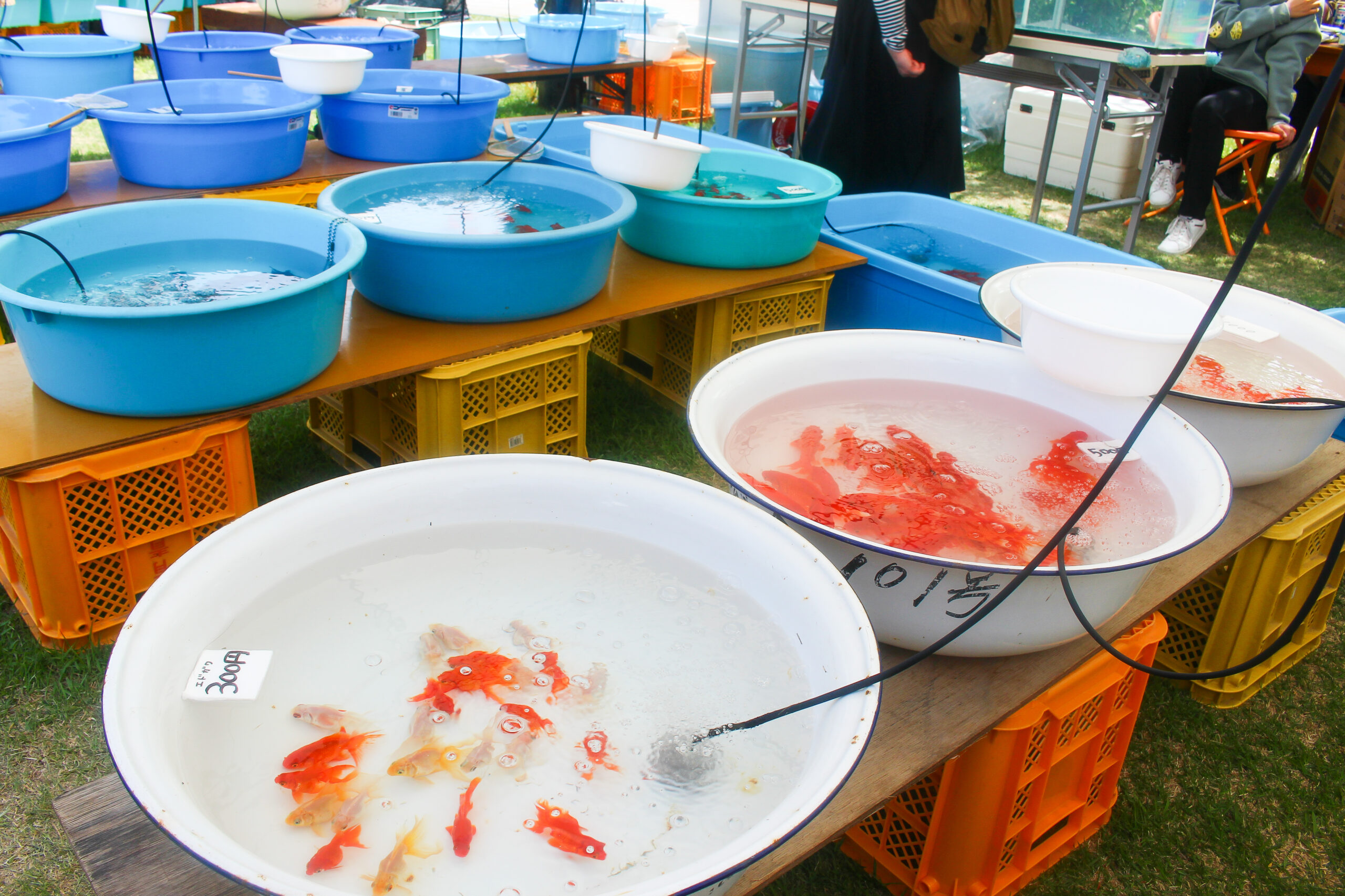 長洲金魚まつり