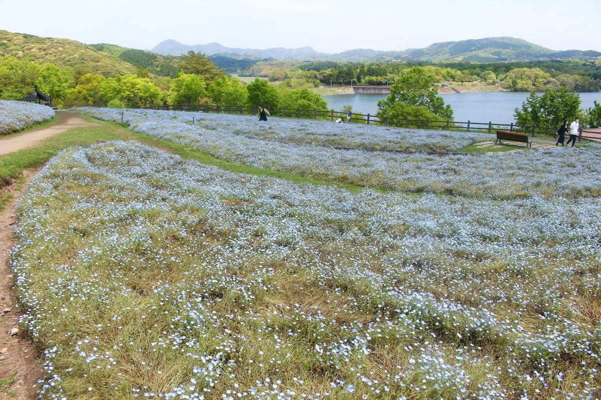 ネモフィラブルーフェスタ22レポ 大分で70万本の青い花が空と湖に映える オマツリジャパン あなたと祭りをつなげるメディア ネモフィラブルーフェスタ22レポ 大分で70万本の青い花が空と湖に映える オマツリジャパン あなたと祭りをつなげるメディア