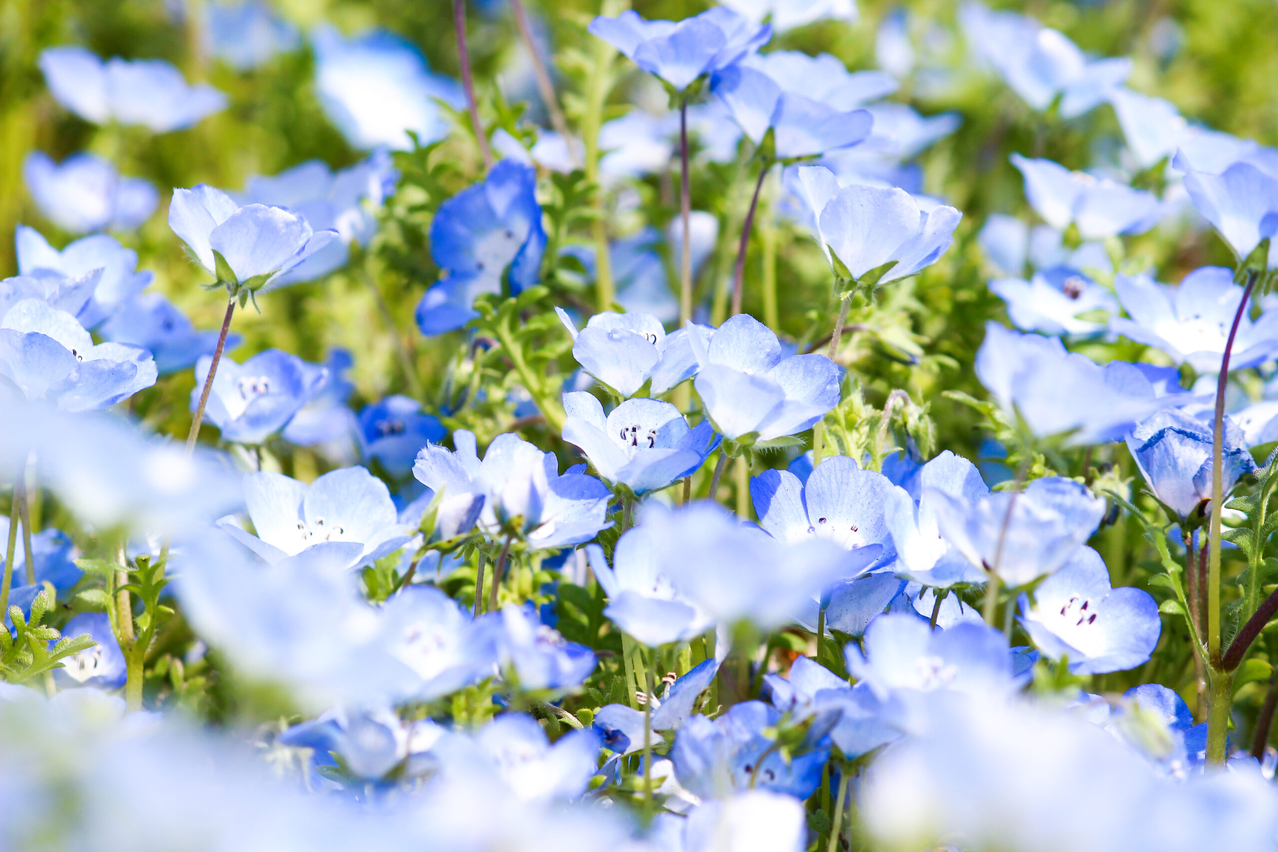 くじゅう花公園