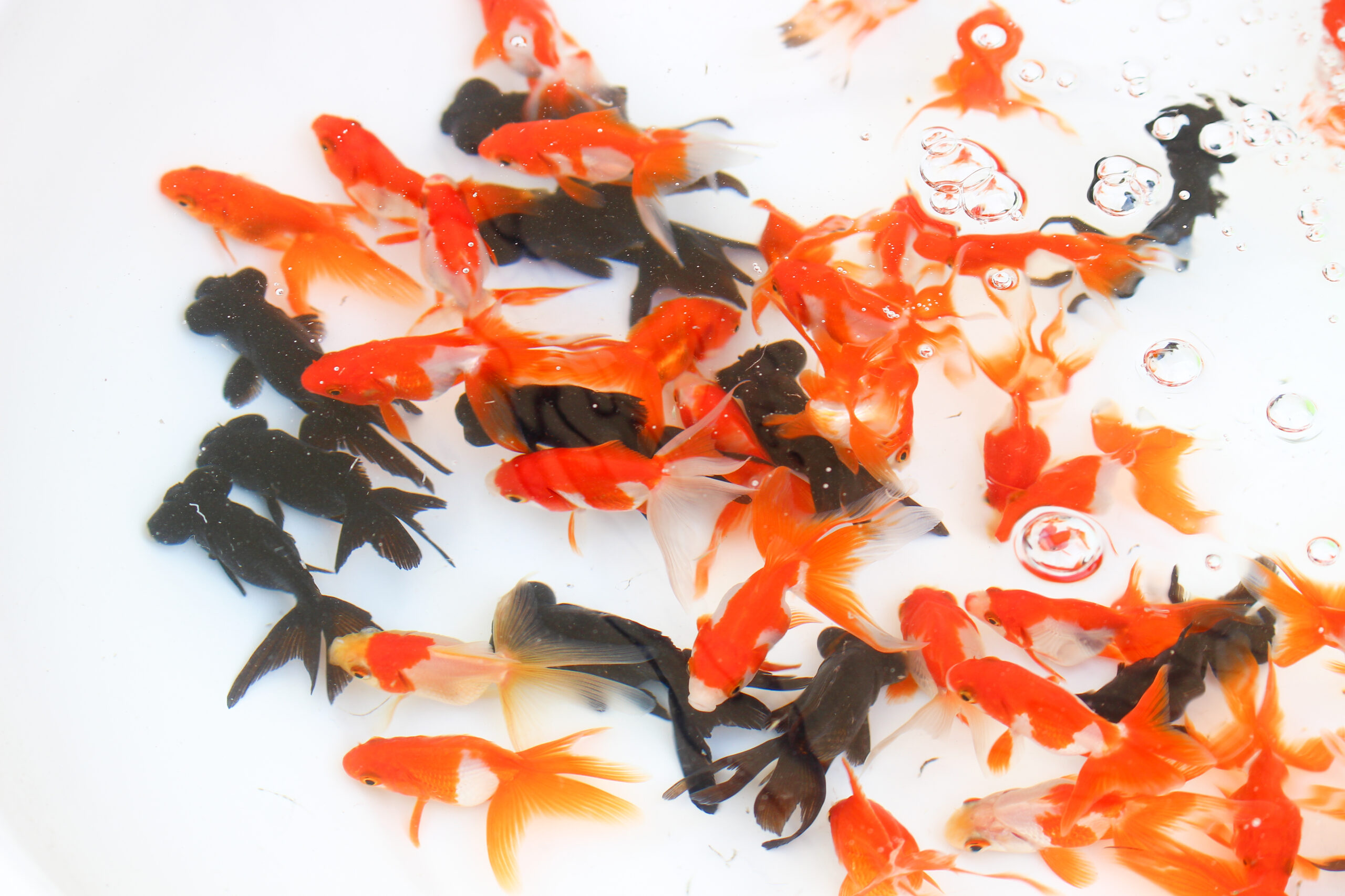 長洲金魚まつり