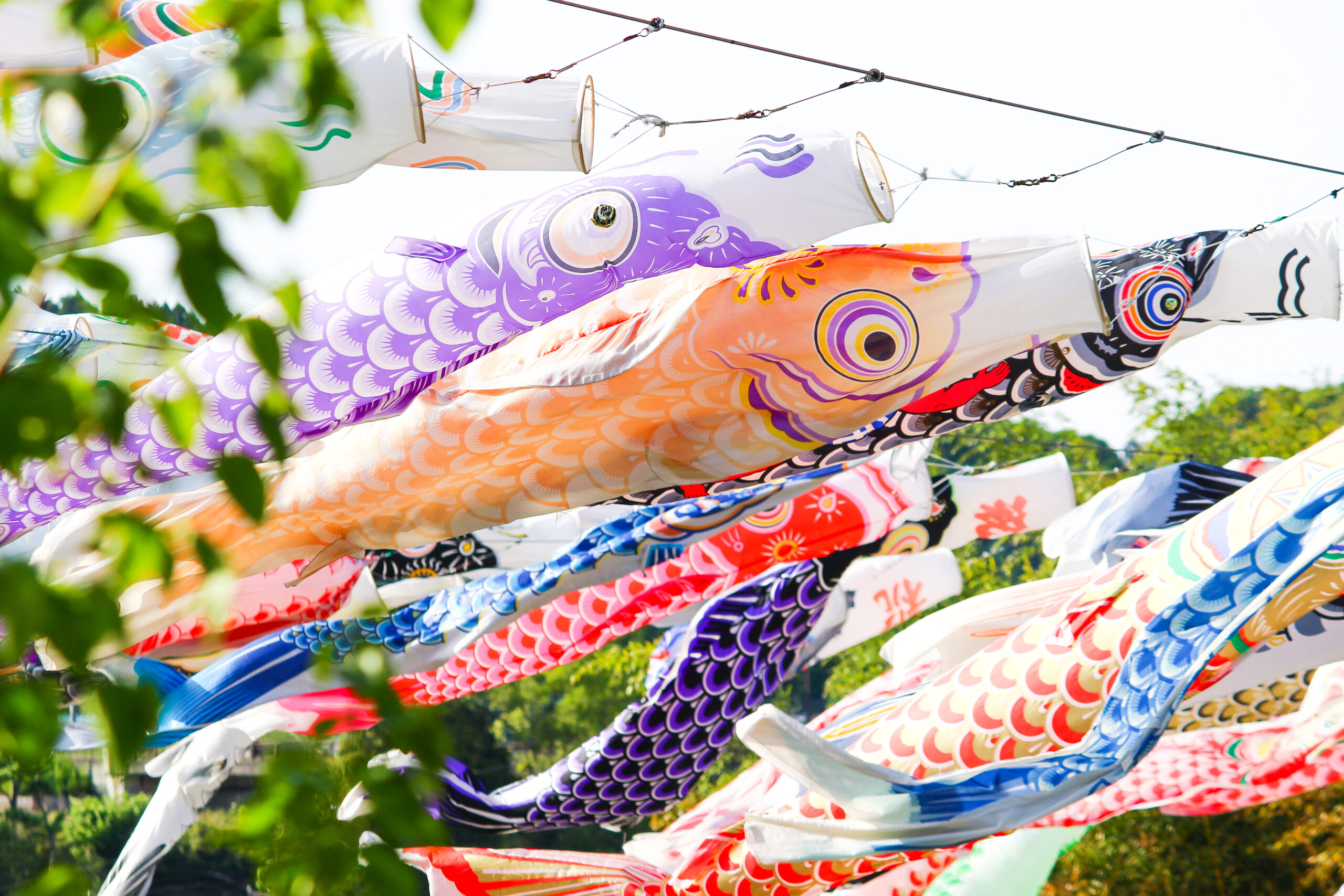 横瀬鯉のぼり祭り