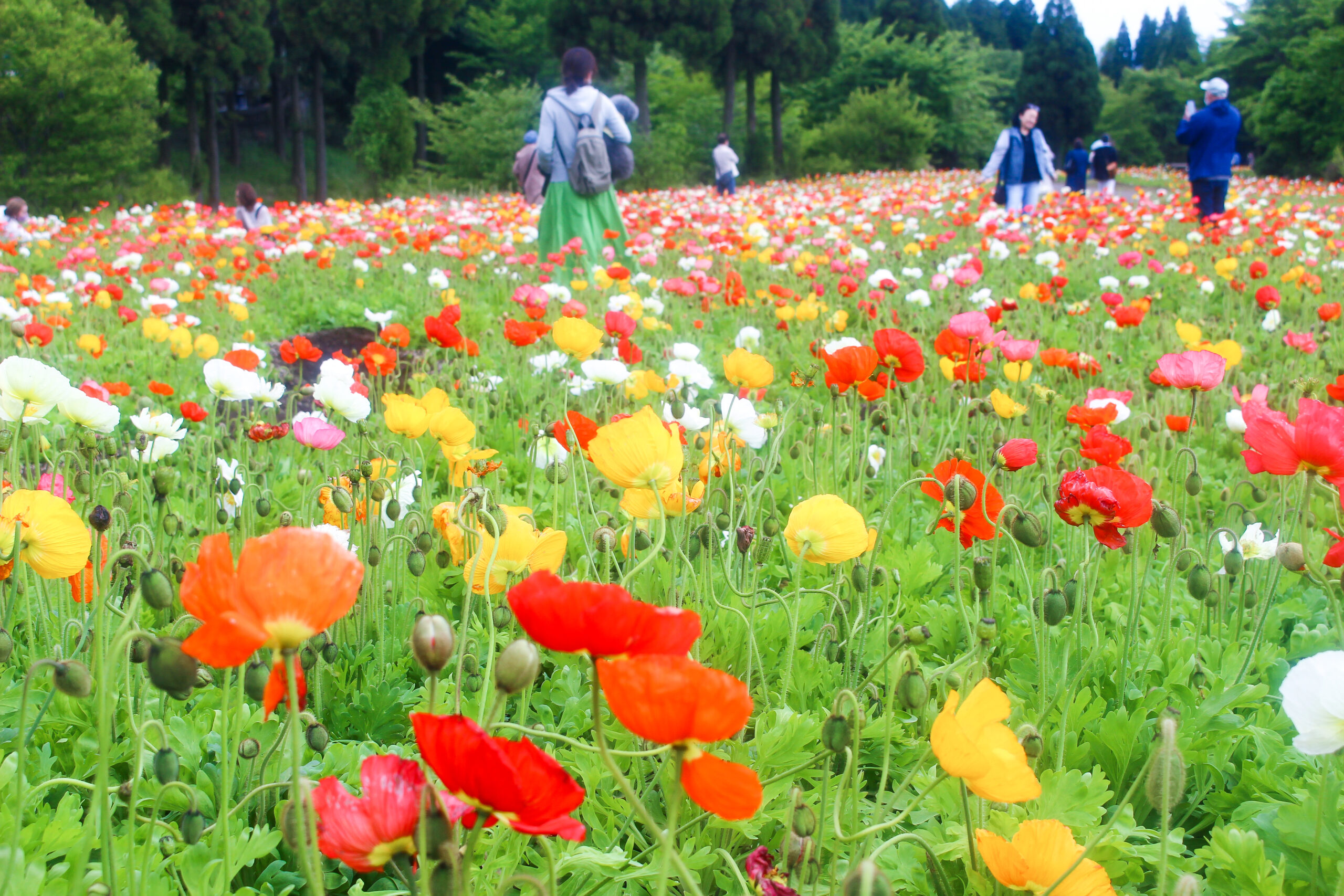 くじゅう花公園