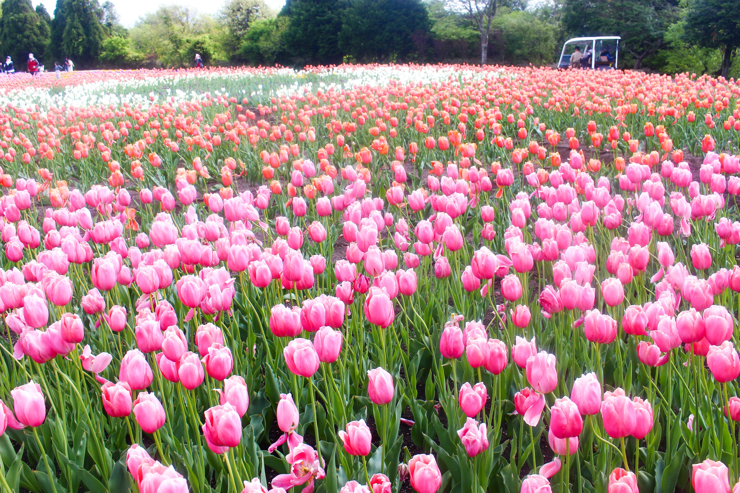 くじゅう花公園