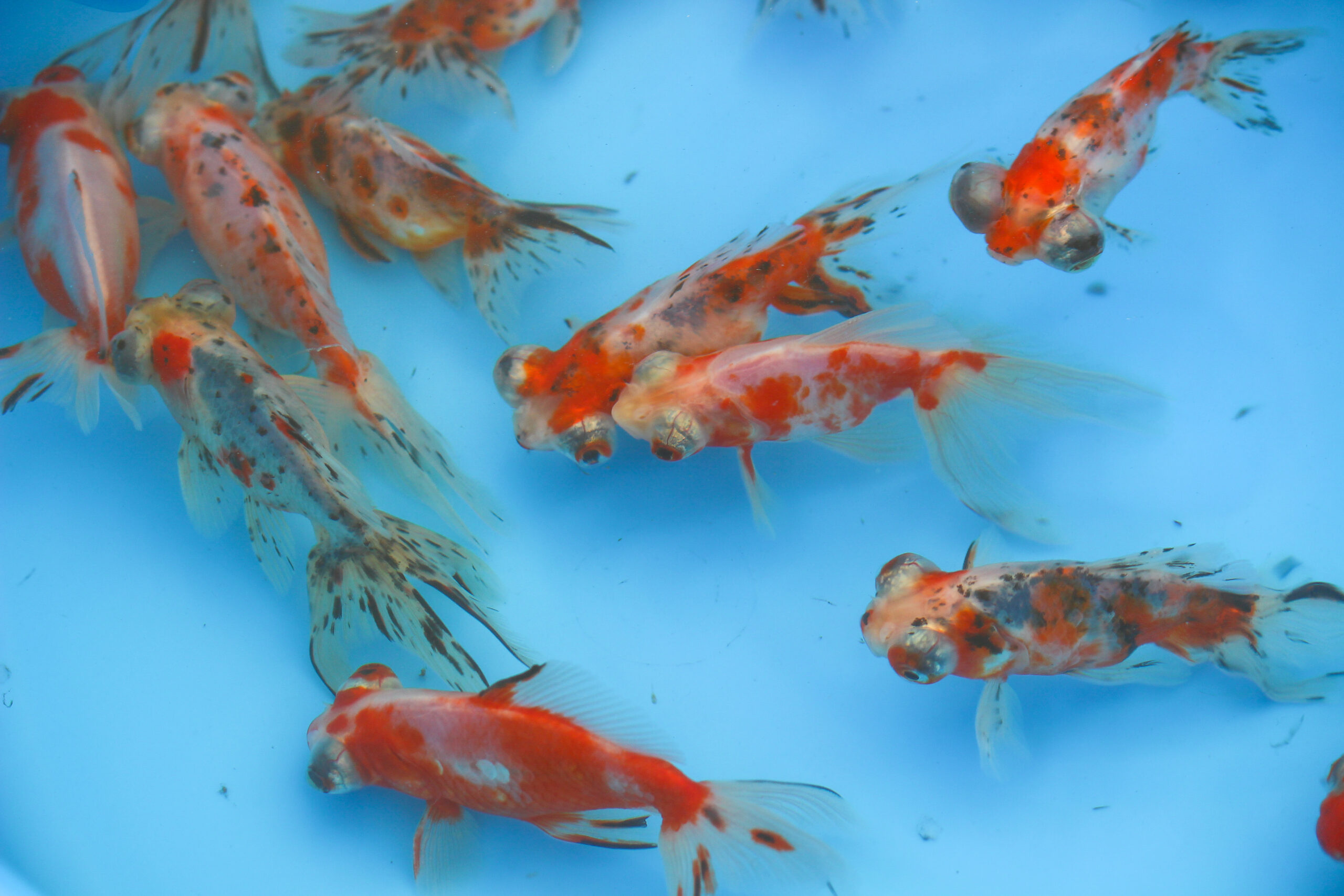 長洲金魚まつり