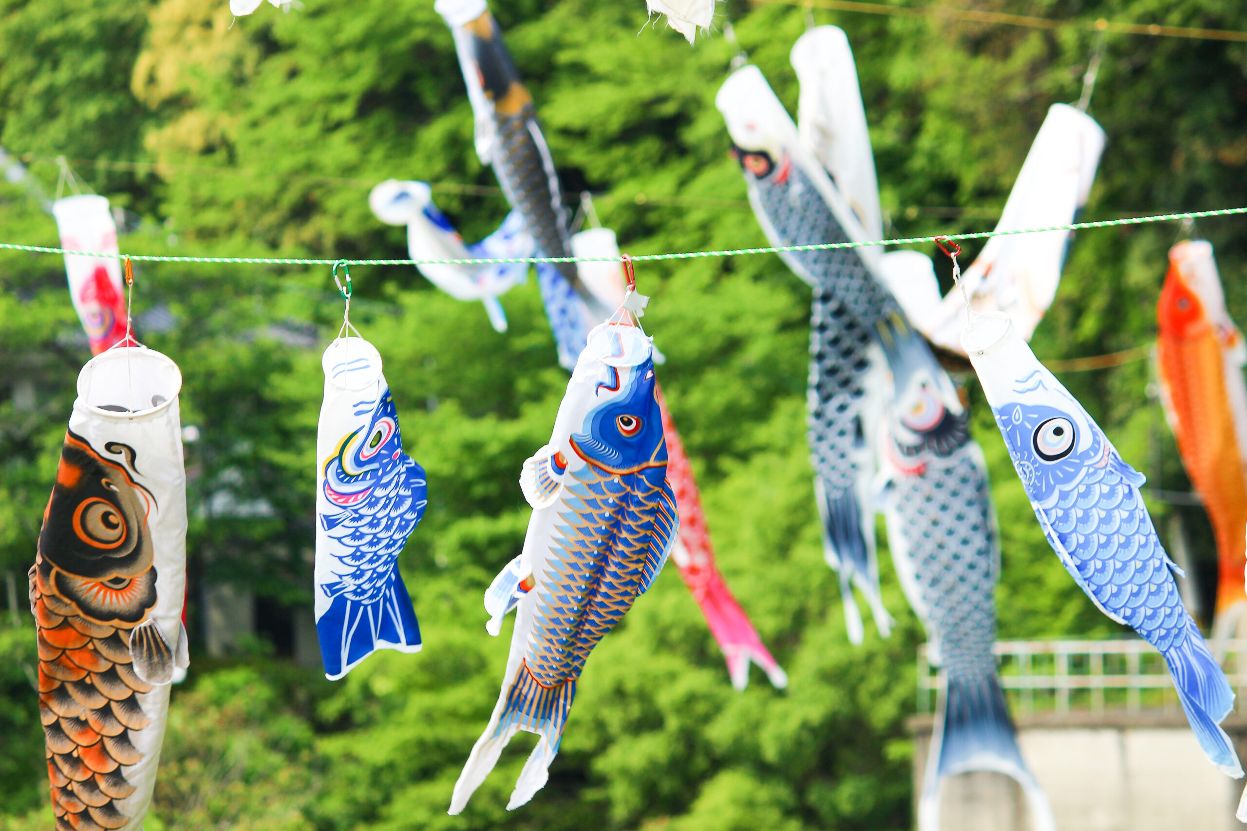 紫川こいのぼりまつり