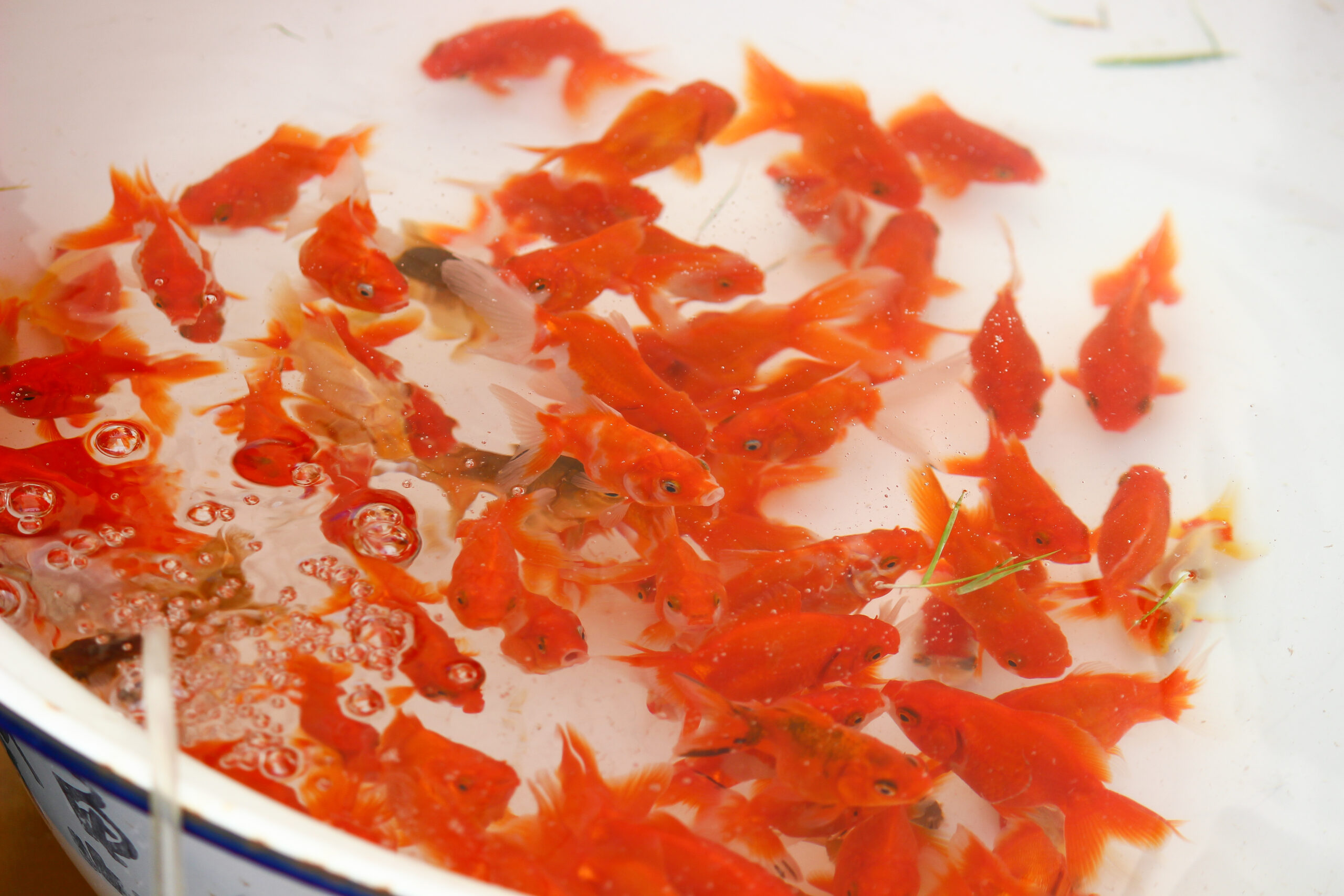 長洲金魚まつり