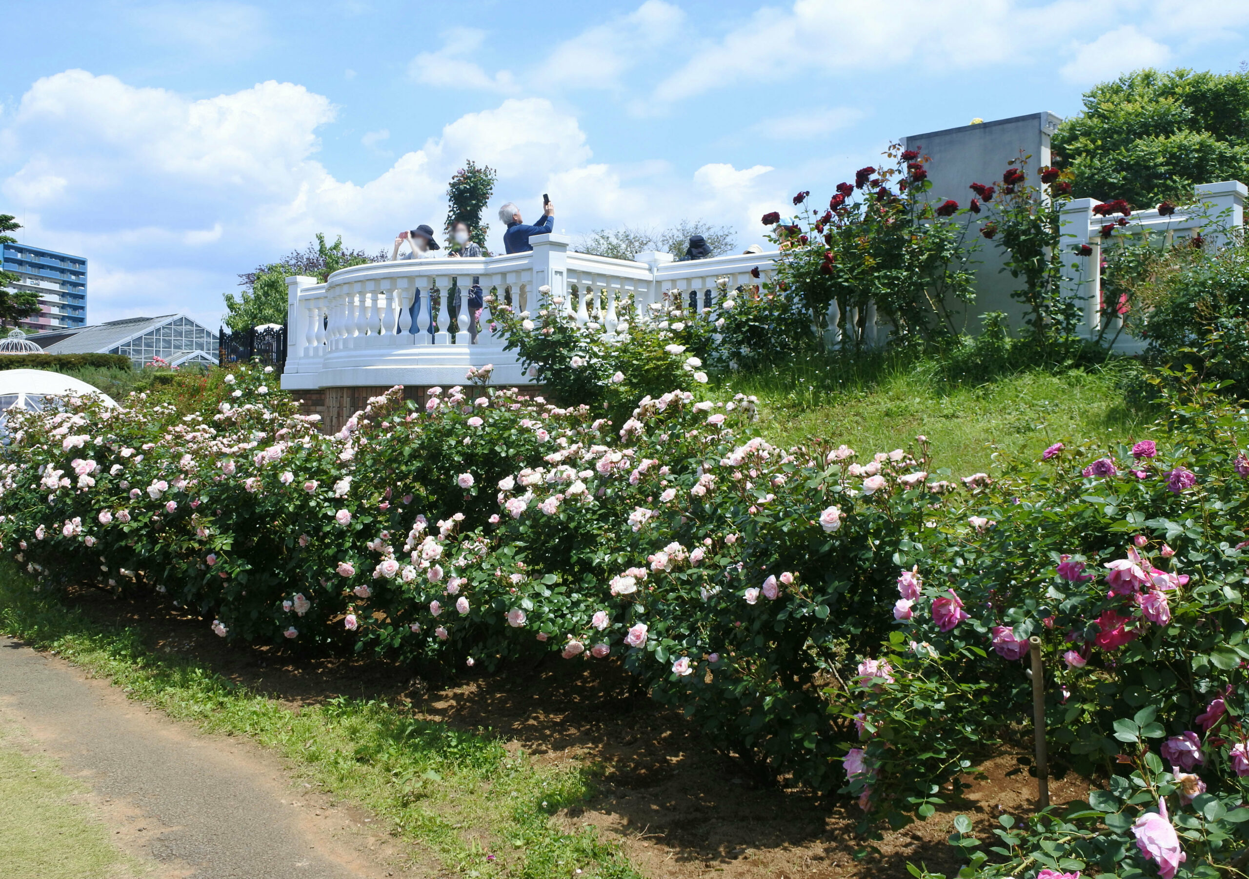 京成バラ園
