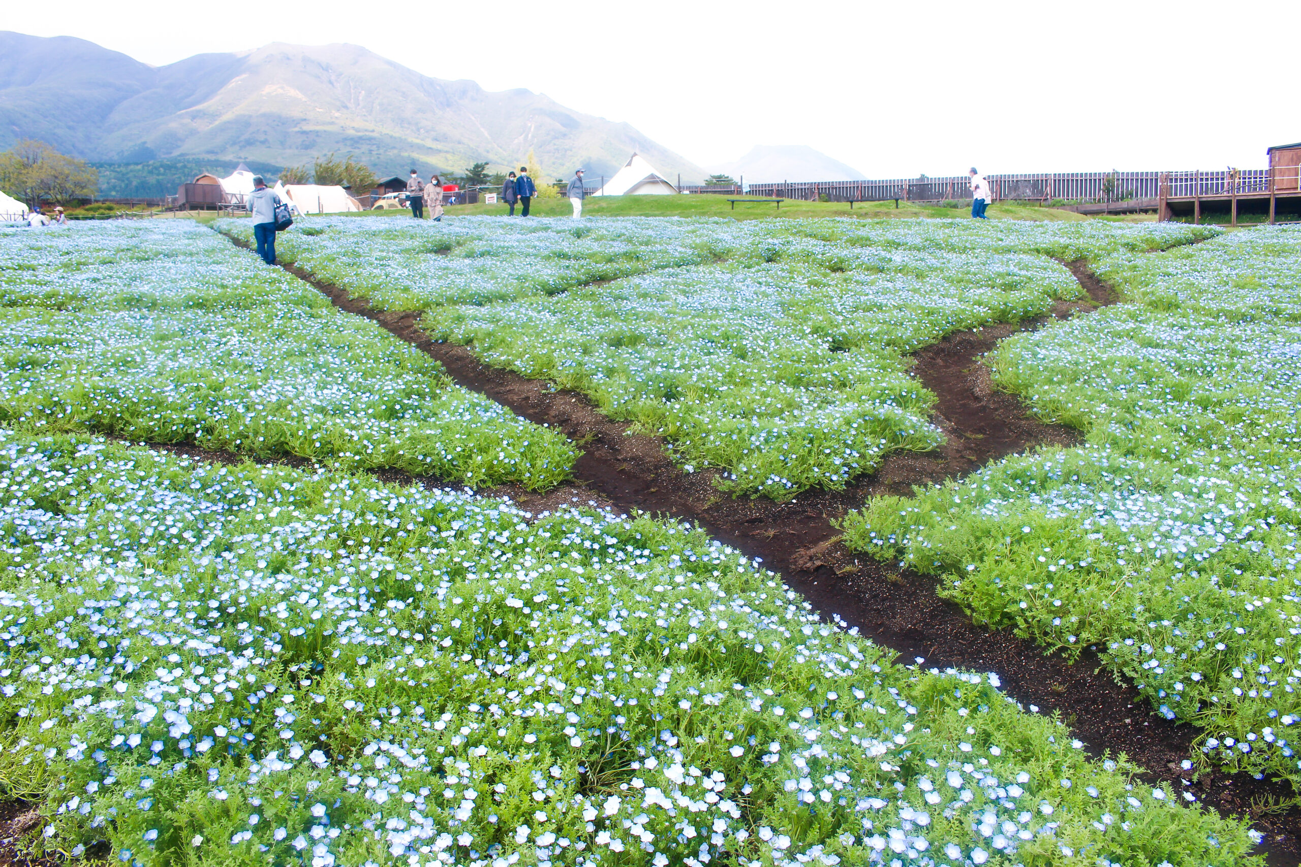 くじゅう花公園